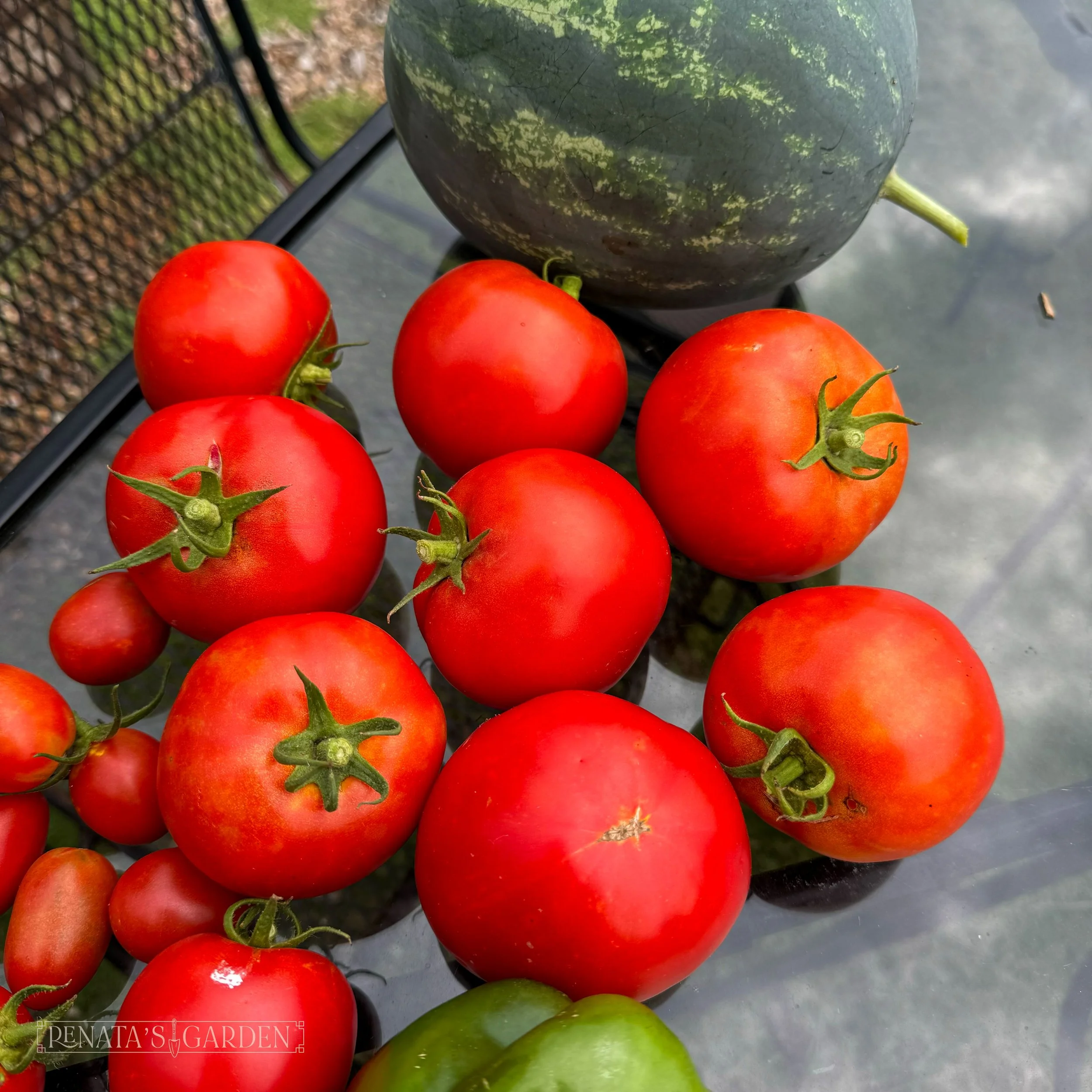 Slicer Tomato 'Phoenix'