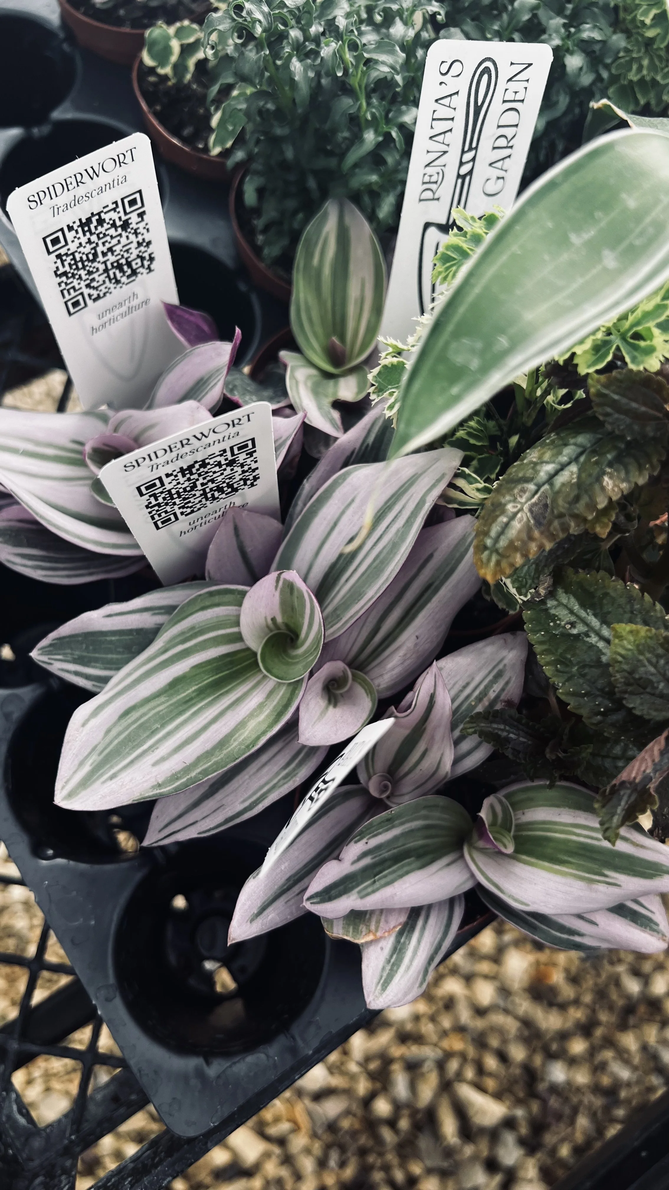 'Nanouk' Tradescantia