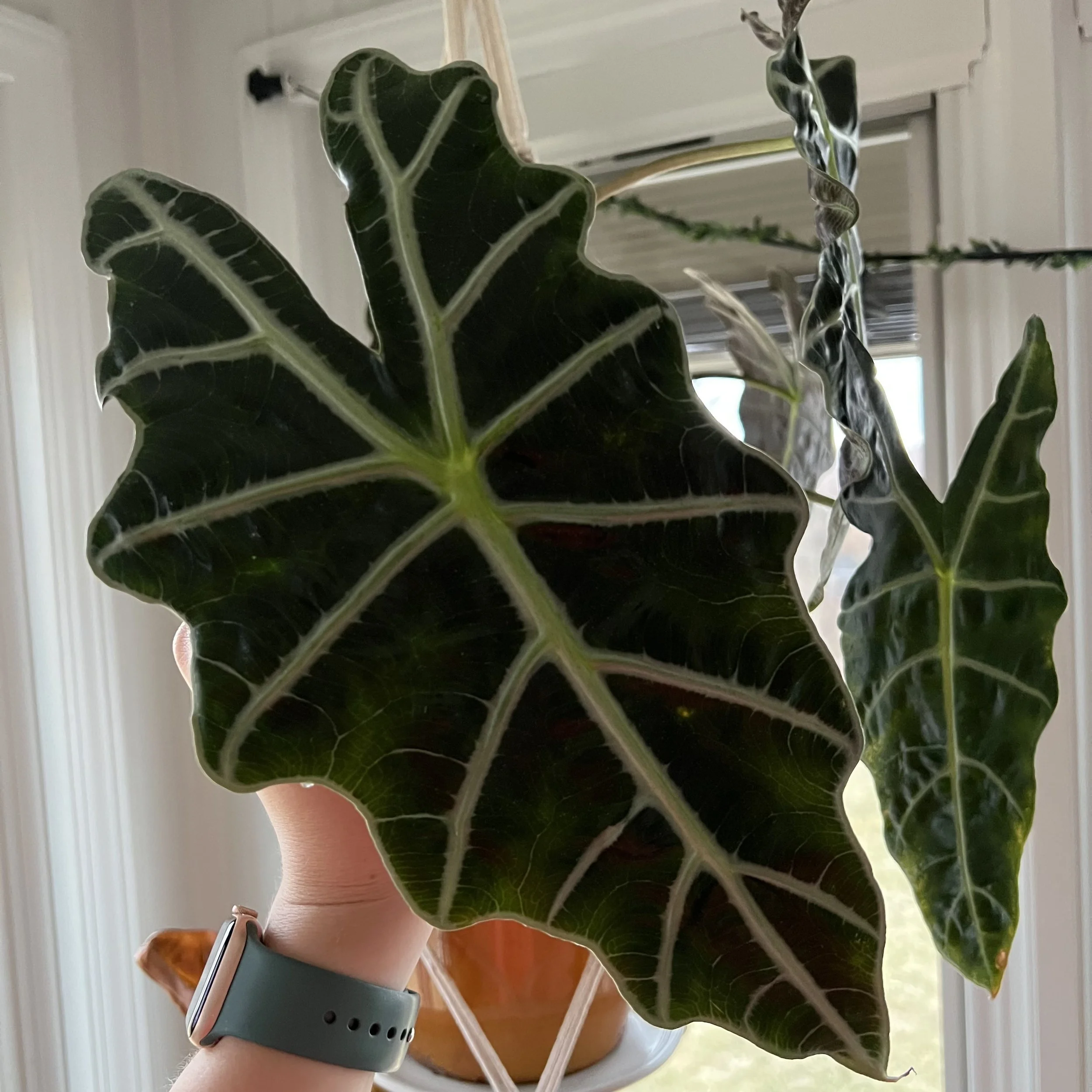 polly alocasia