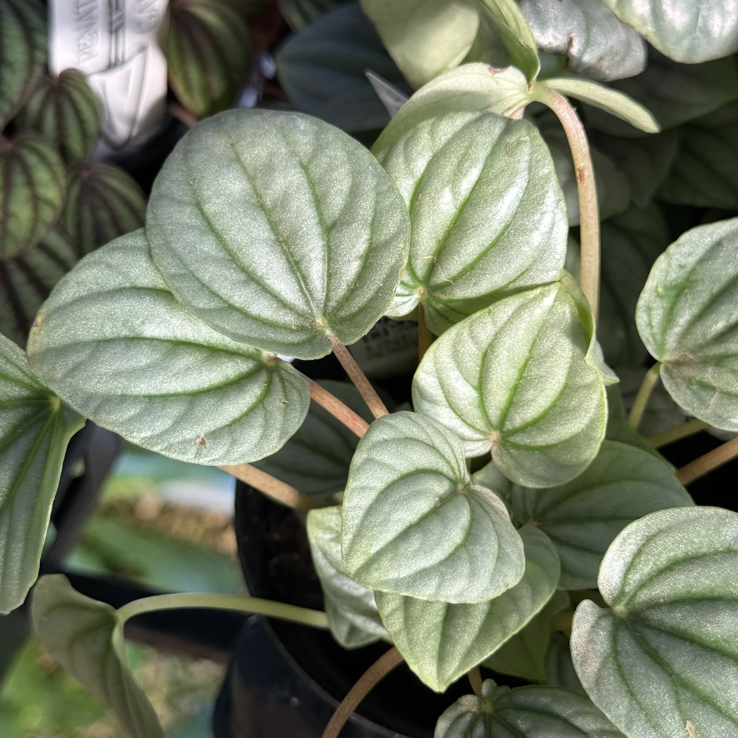 Peperomia caperata 'Frost'