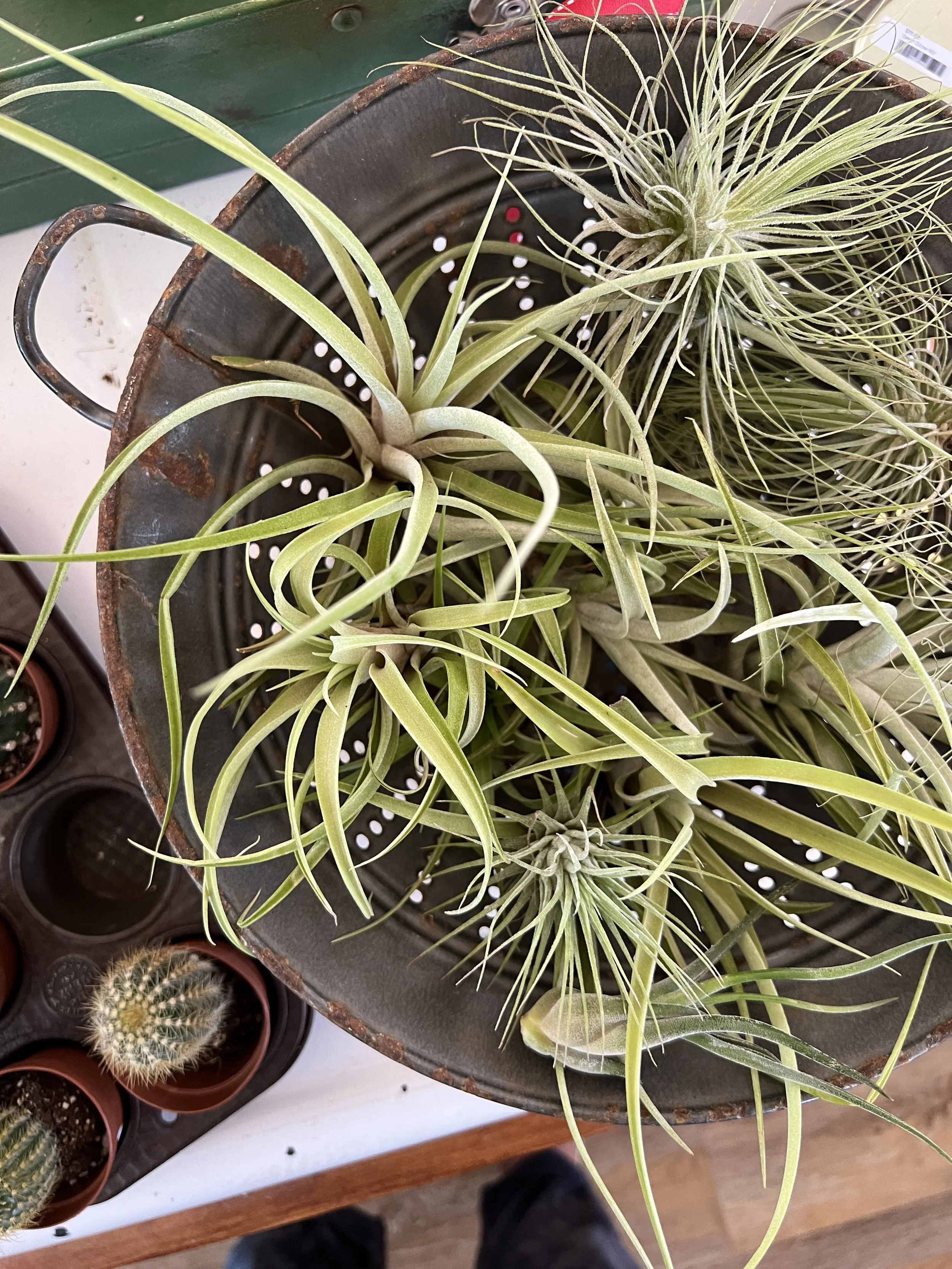 air plants