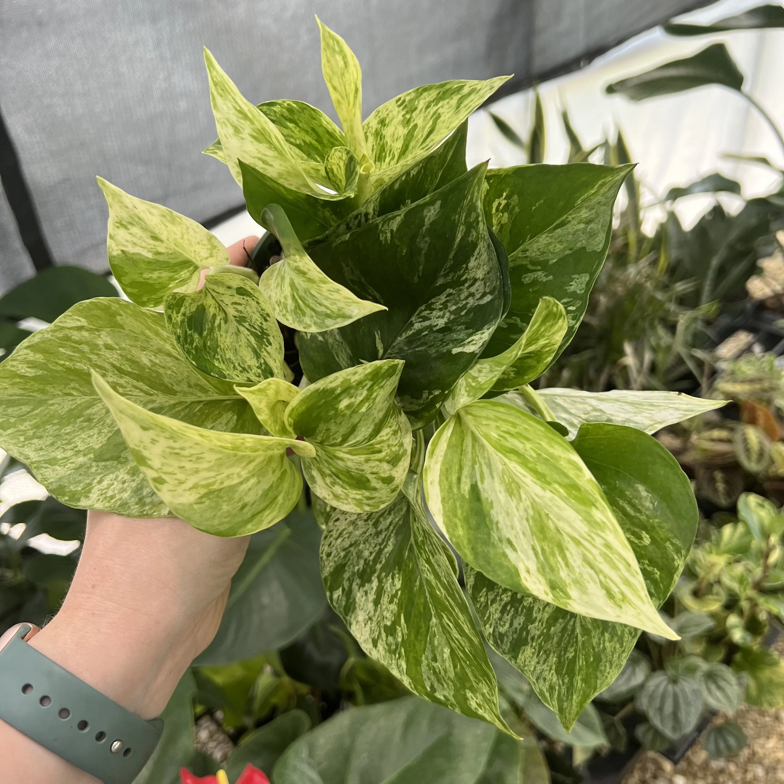 Marble Queen pothos