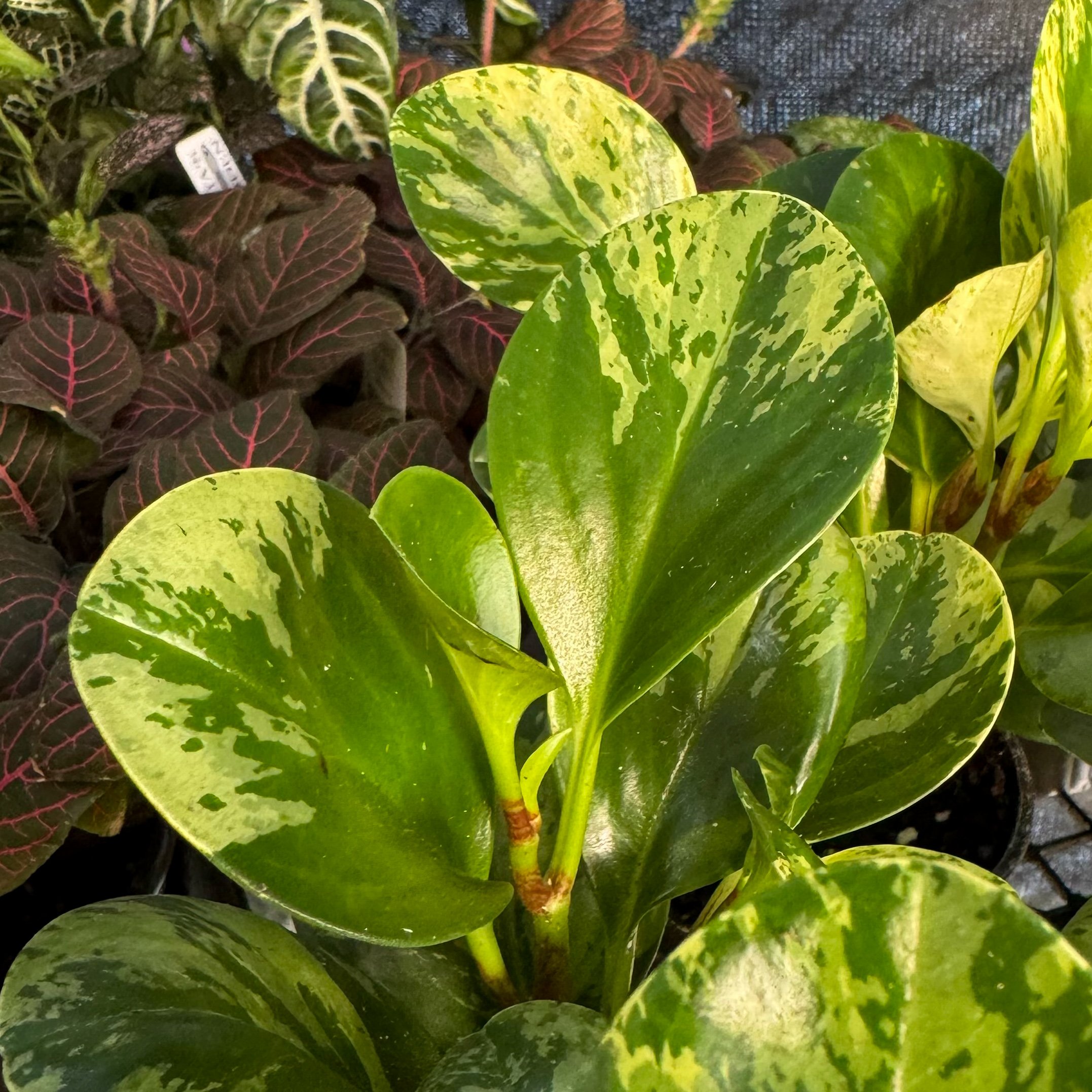 Peperomia obtusifolia 'Marble'