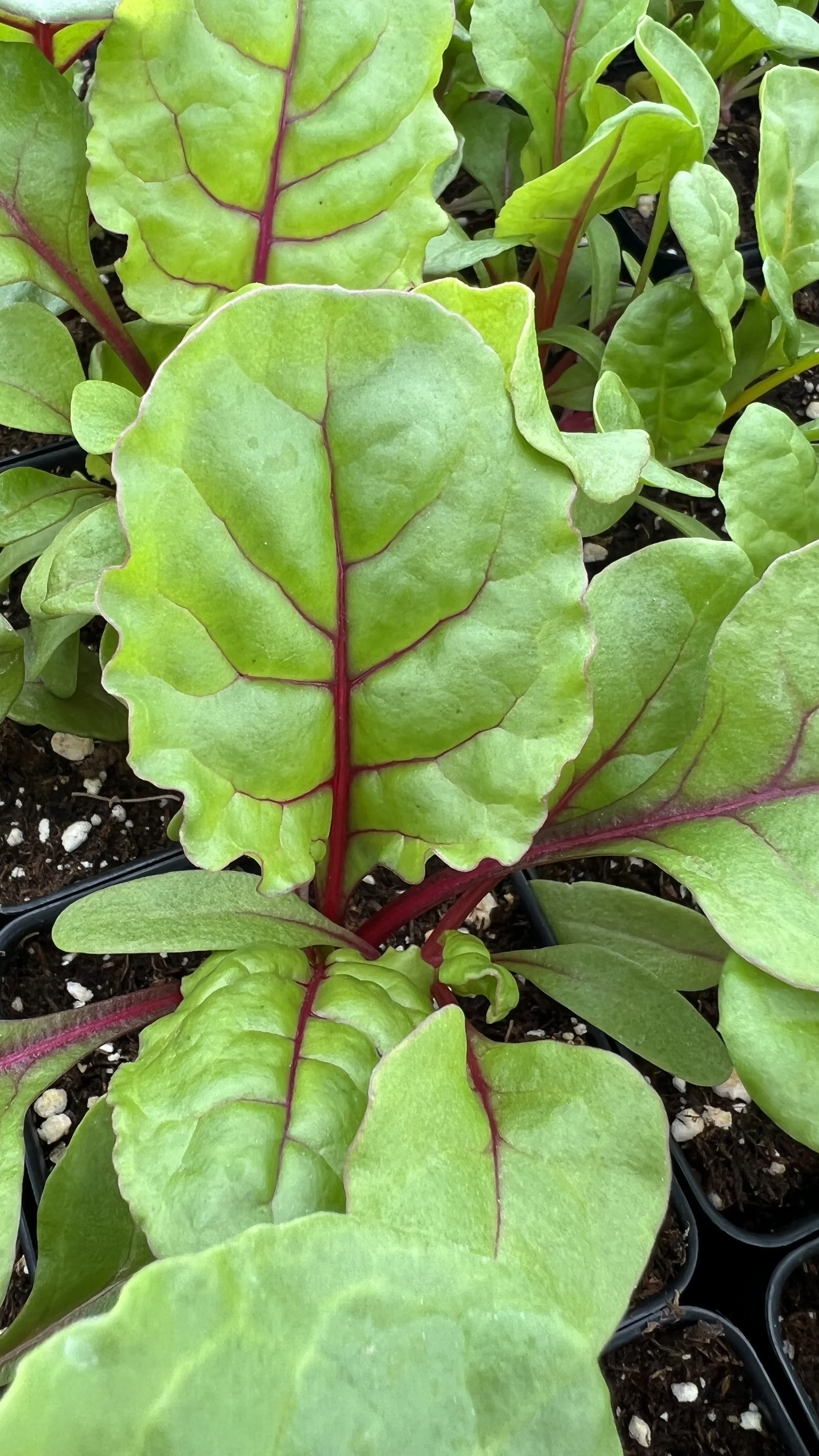 swiss chard