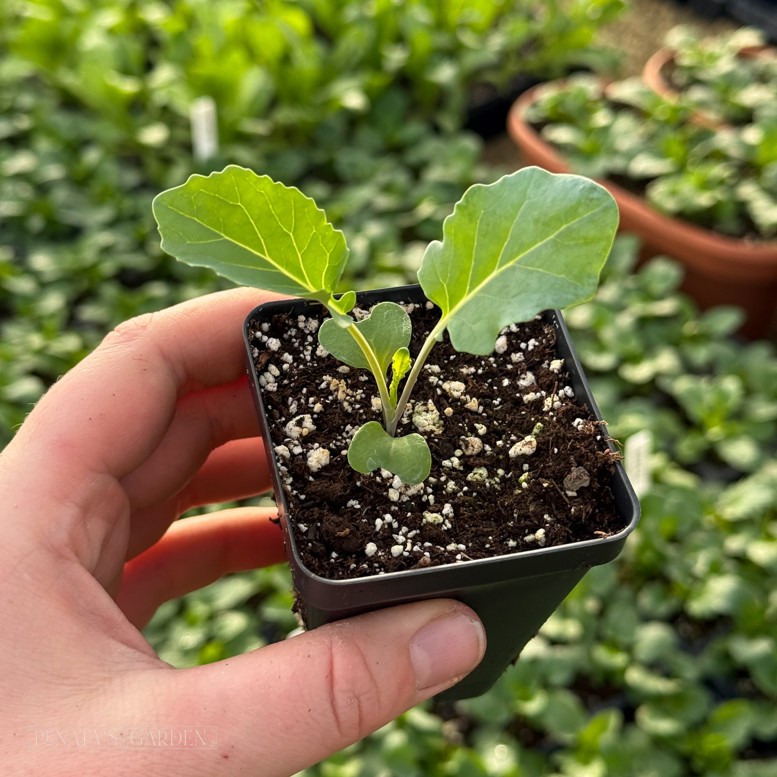 Broccoli 'Green Magic'