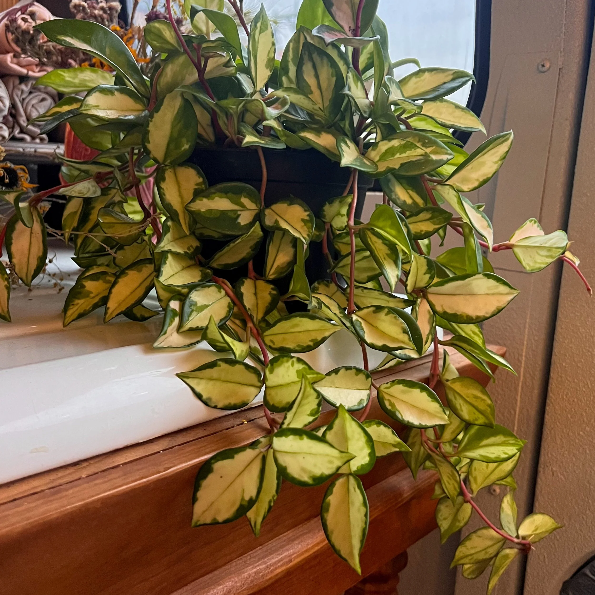 Hoya carnosa 'Exotica'