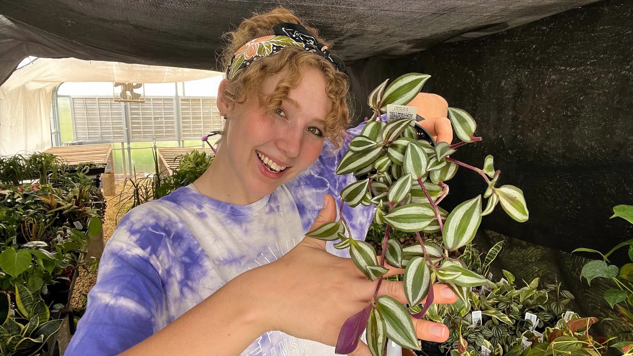 Holding Tradescantia zebrina