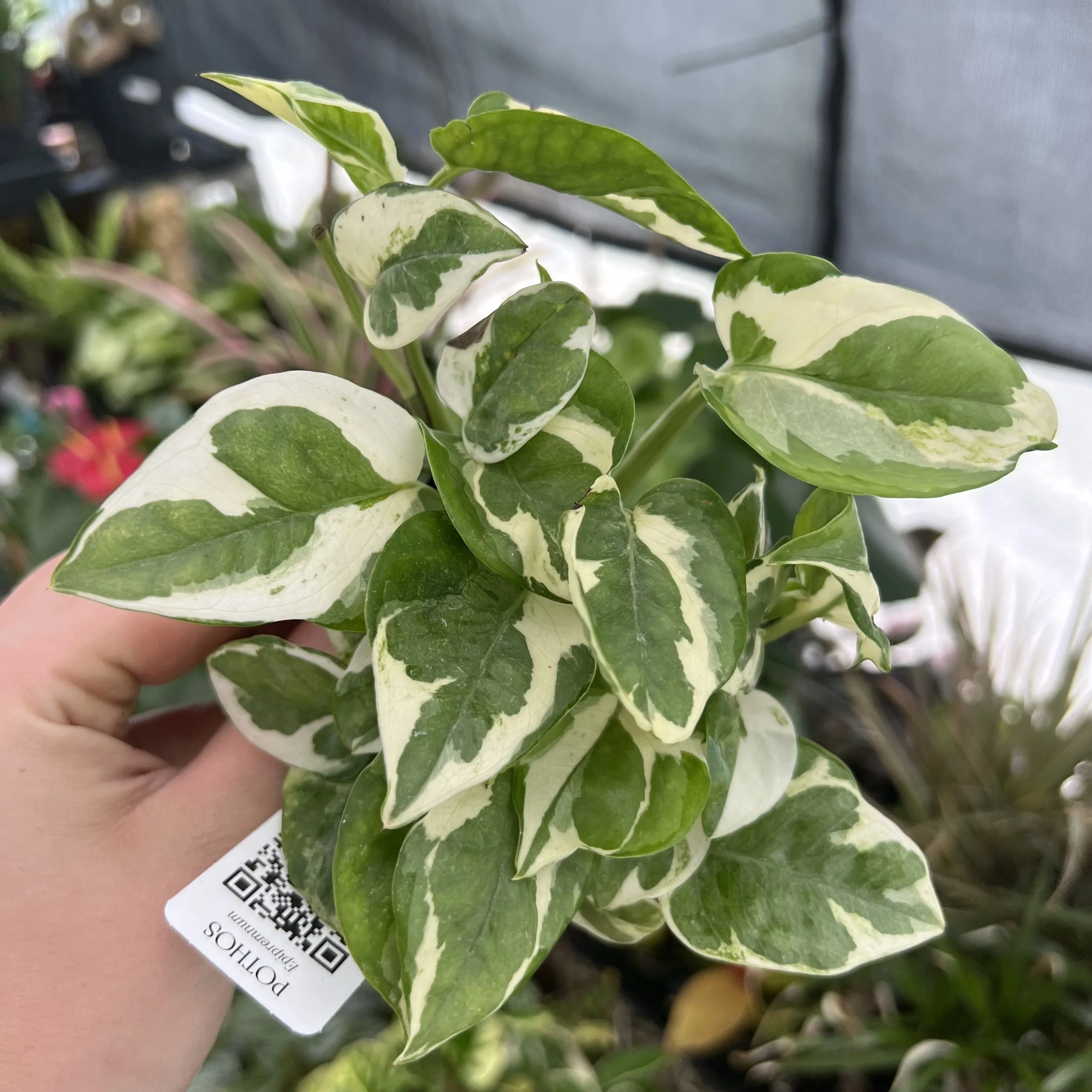 Pearls and Jade Pothos