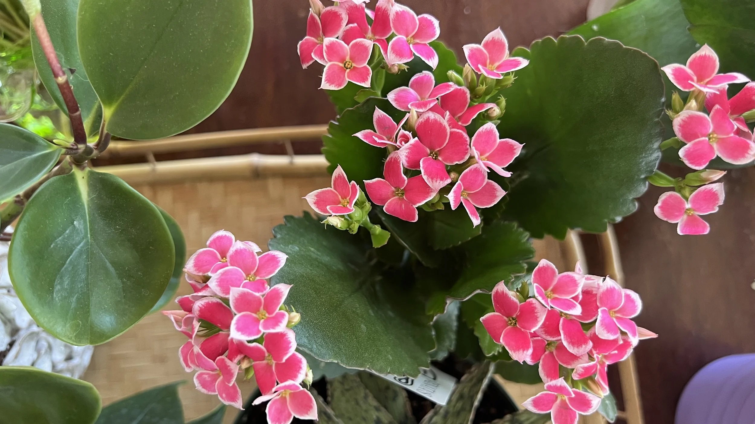 pink kalanchoe