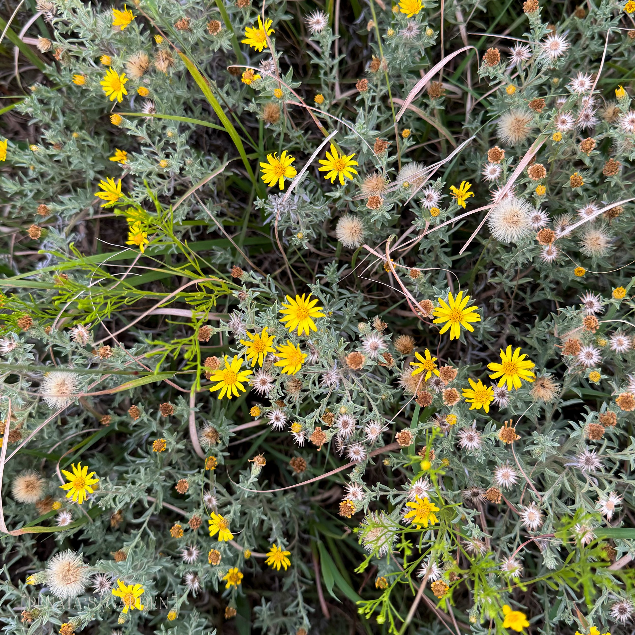 Gray Golden Aster
