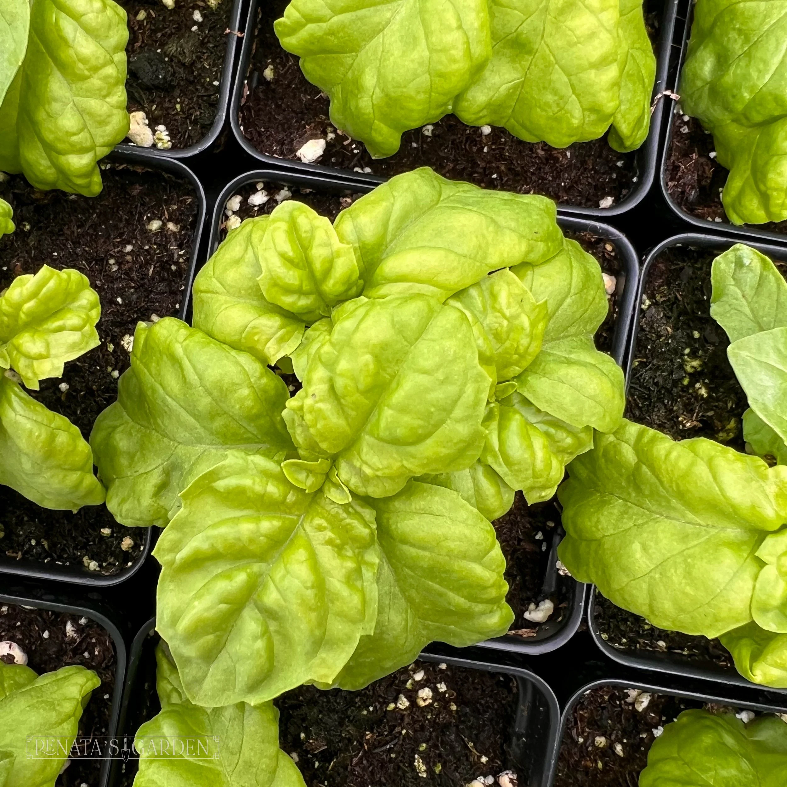 Basil 'Sweet Mammoth Ruffled'
