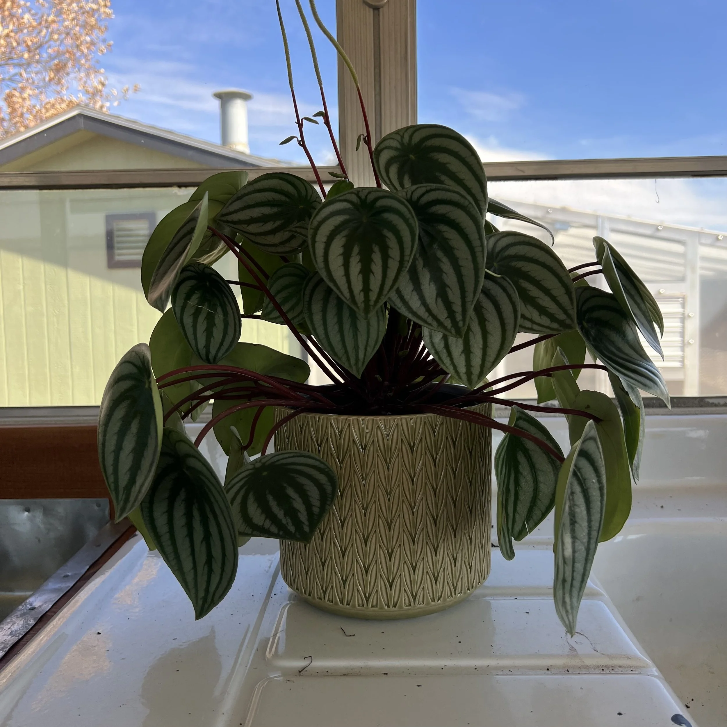 watermelon peperomia