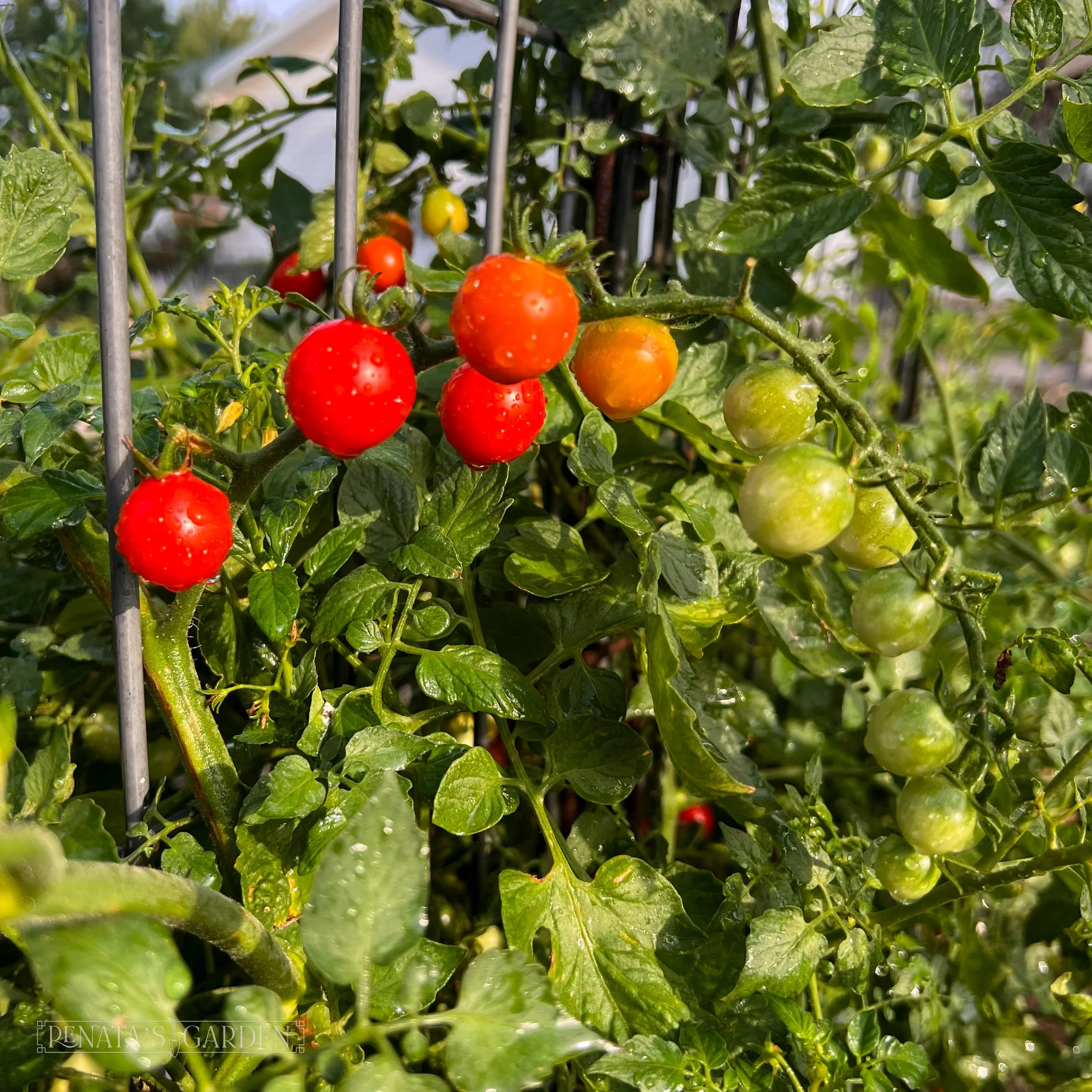 Cherry Tomato 'Super Sweet 100'