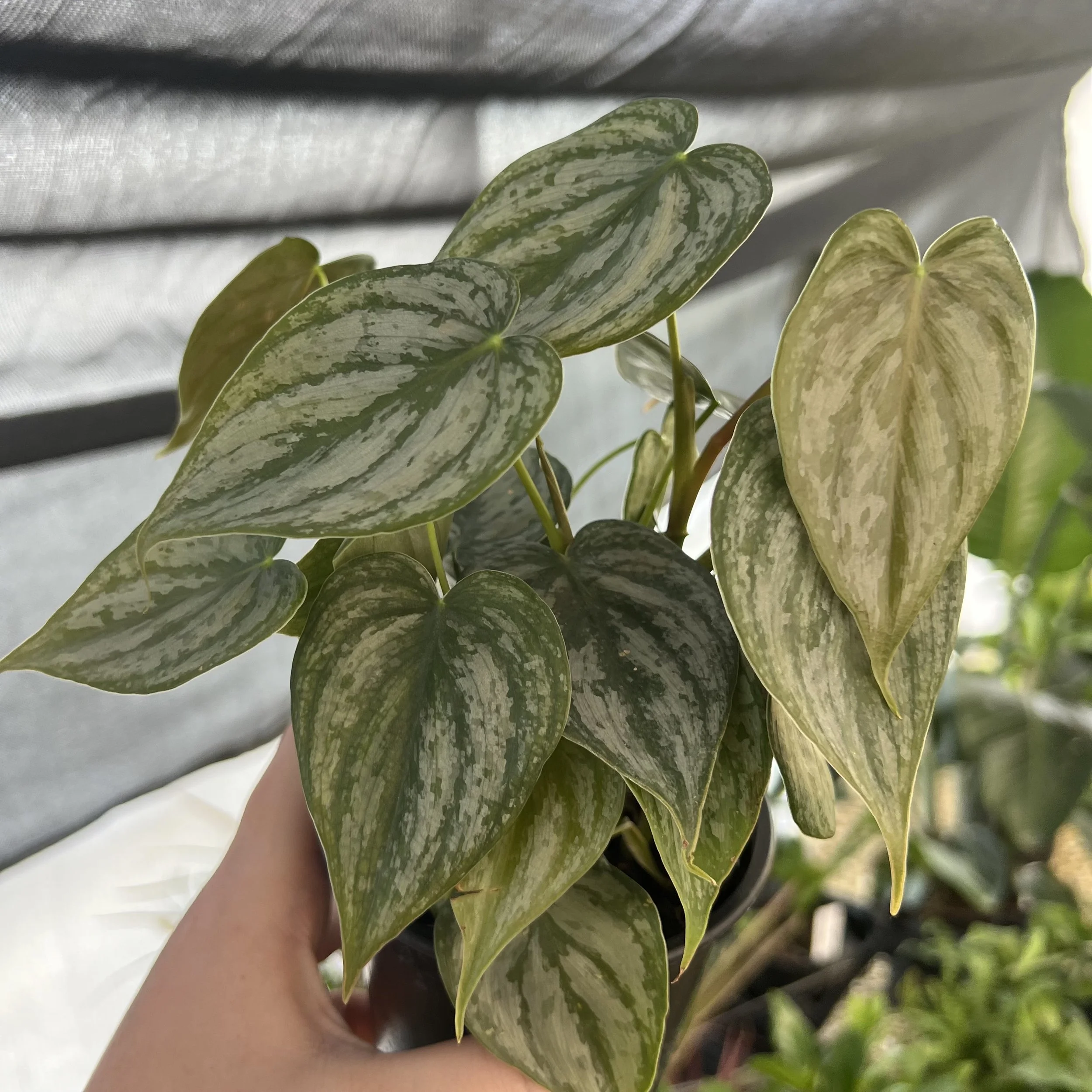 Brandi Pothos