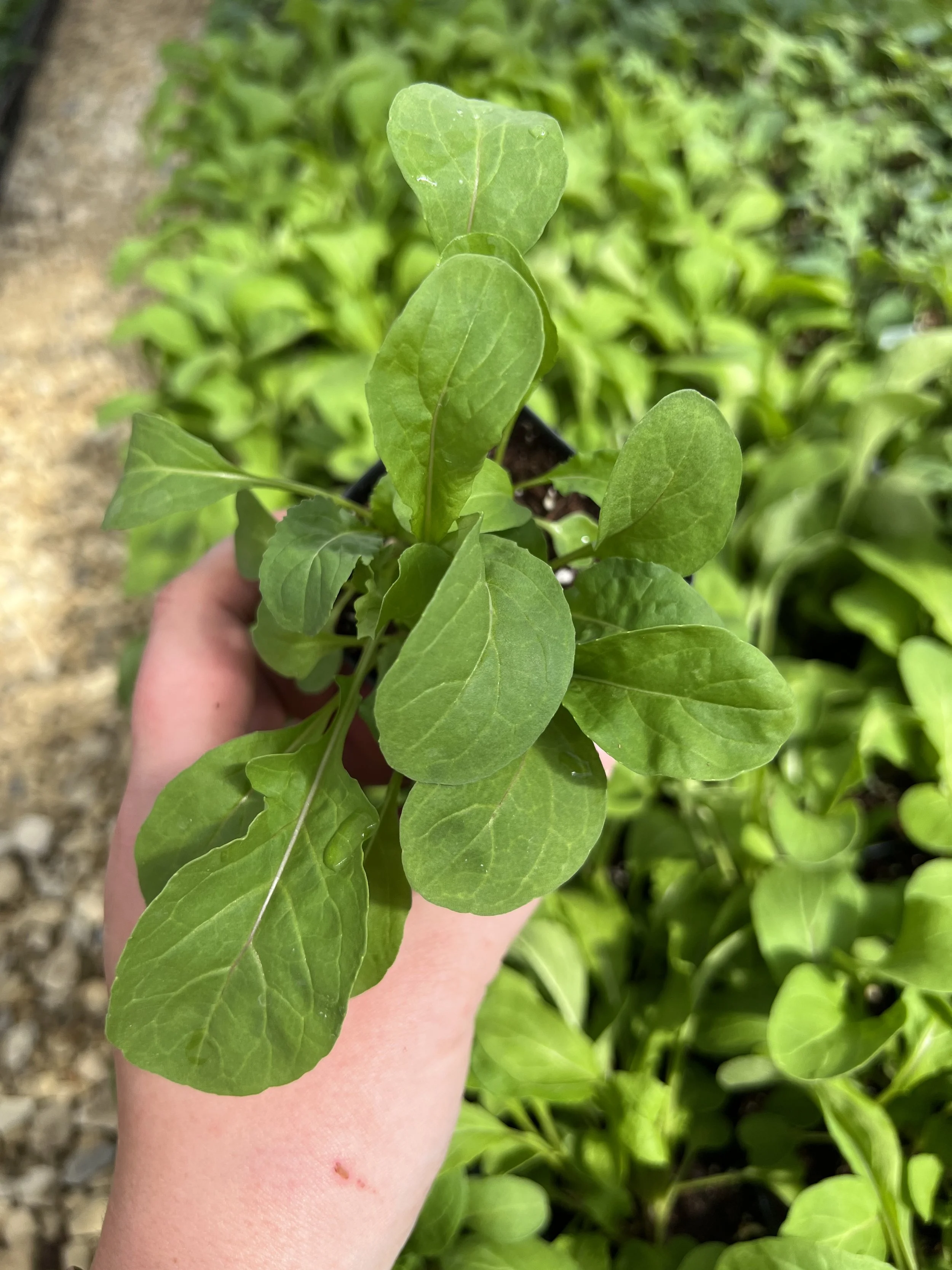 arugula