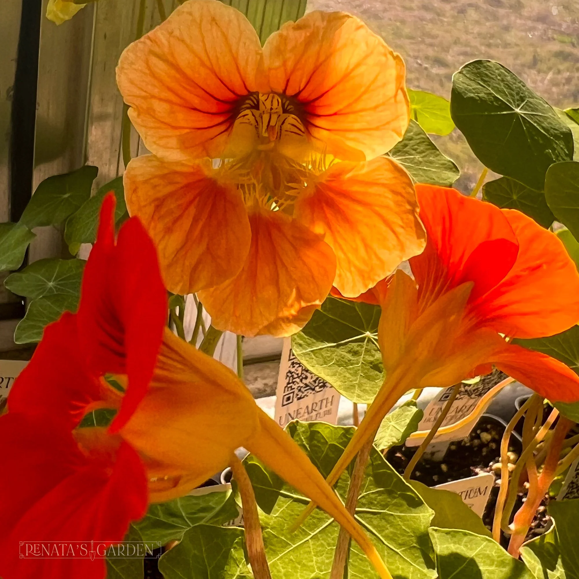 Nasturtium 'Whirlybird'