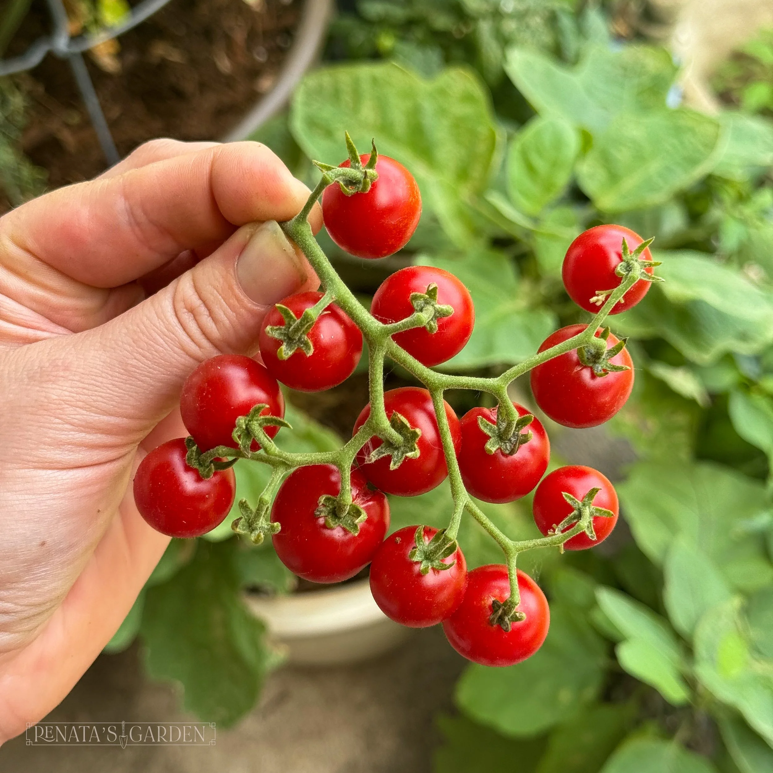 Cherry Tomato 'Tidy Treats'