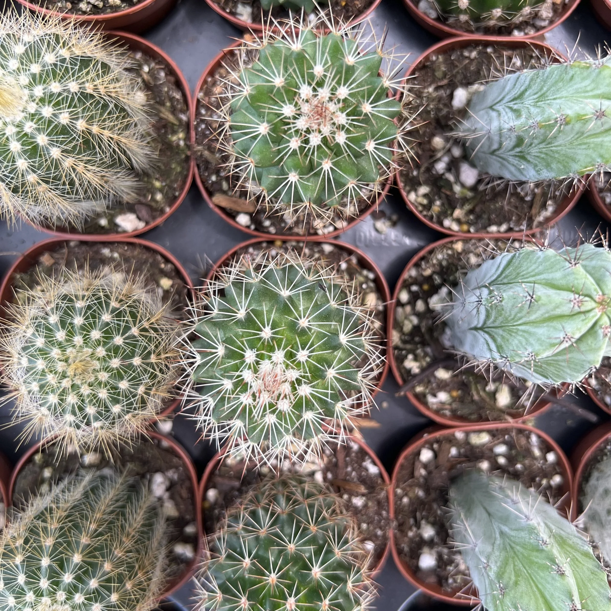 flat of cacti