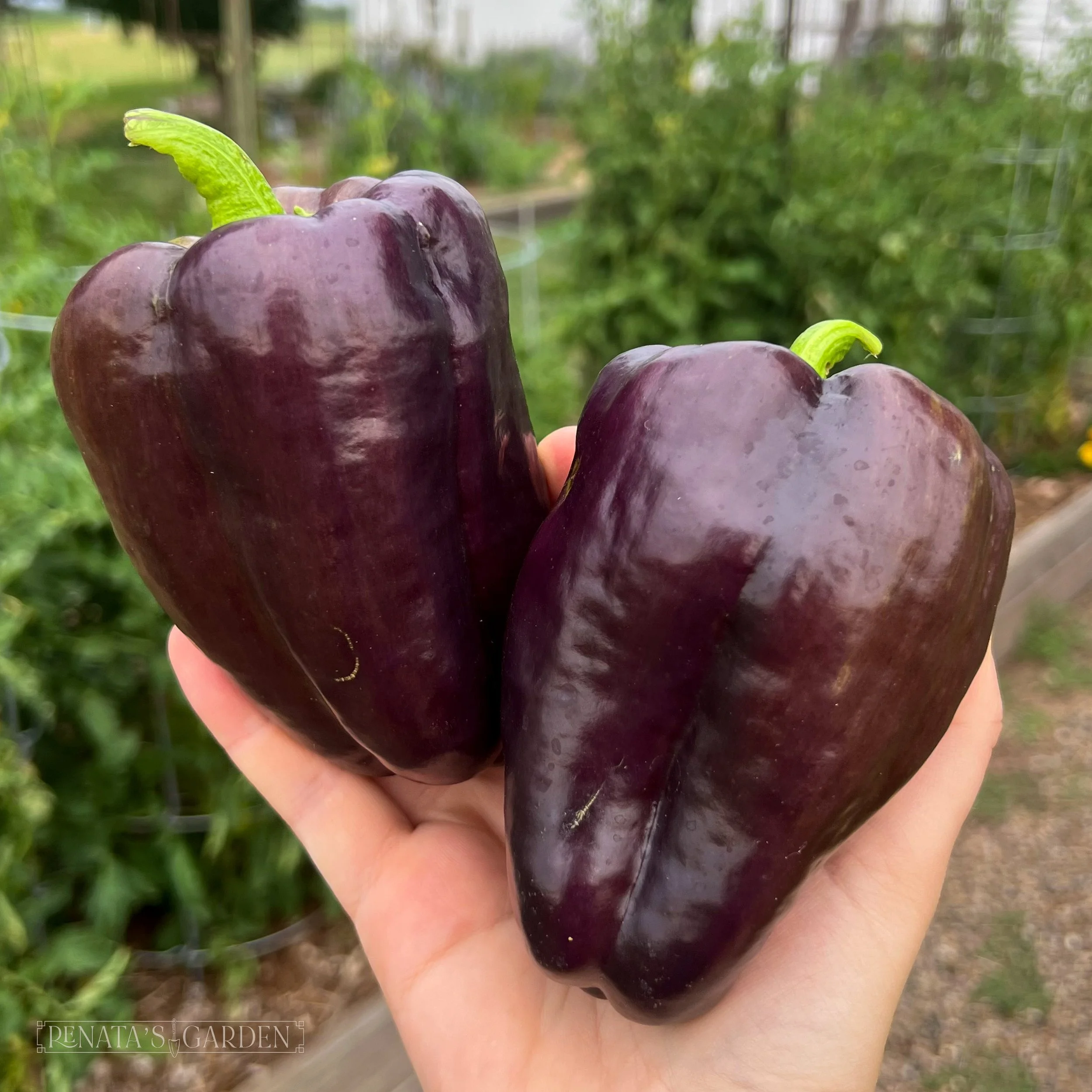 Bell Pepper 'Dragonfly'