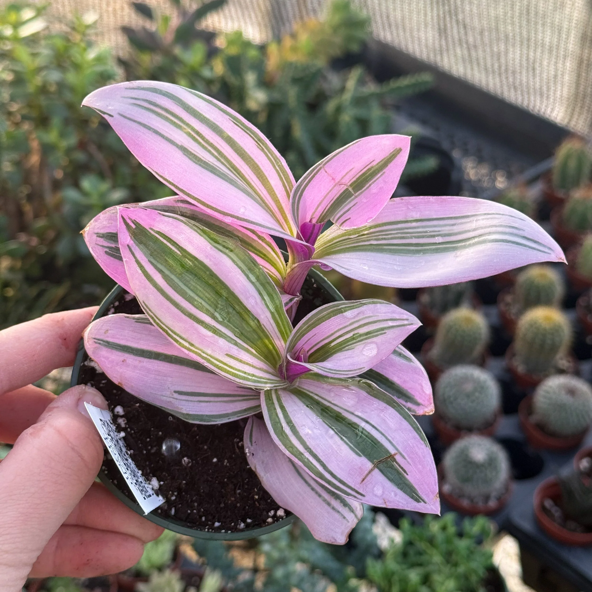 Tradescantia 'Nanouk'