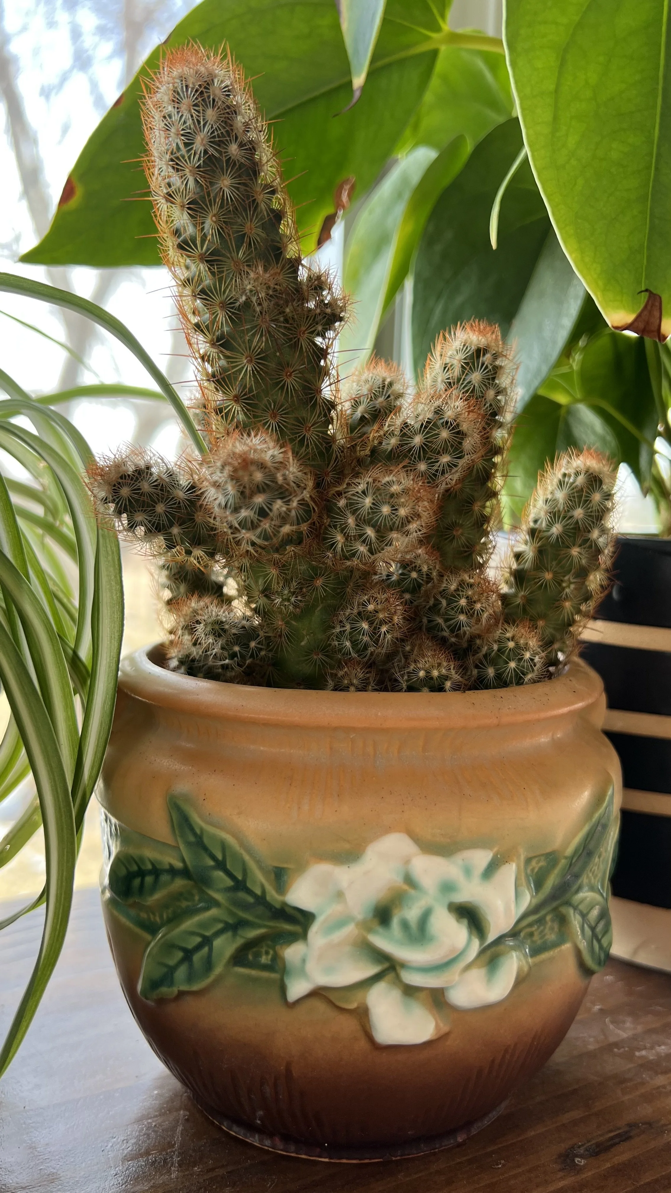 cactus in roseville pot