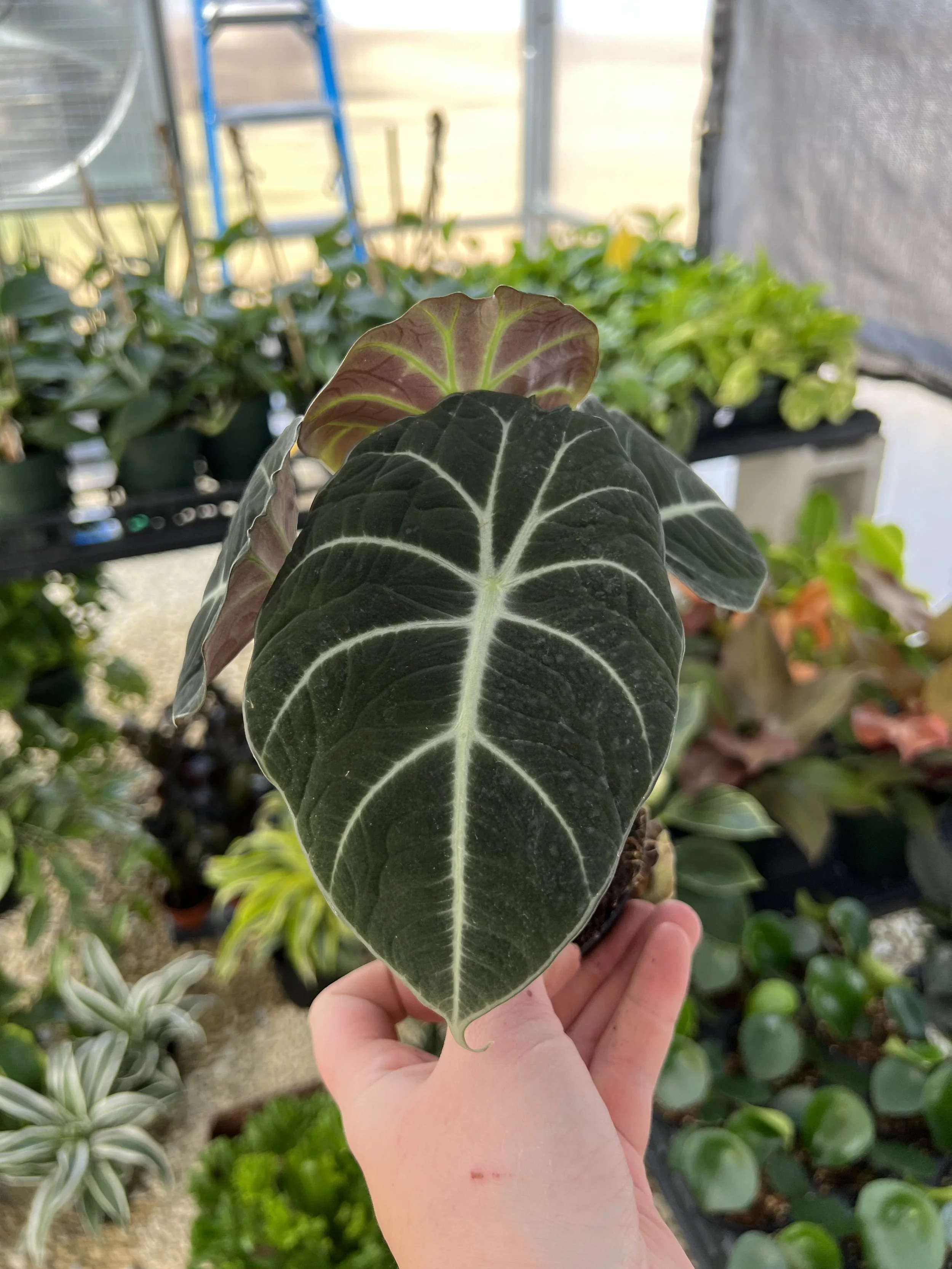 black velvet alocasia