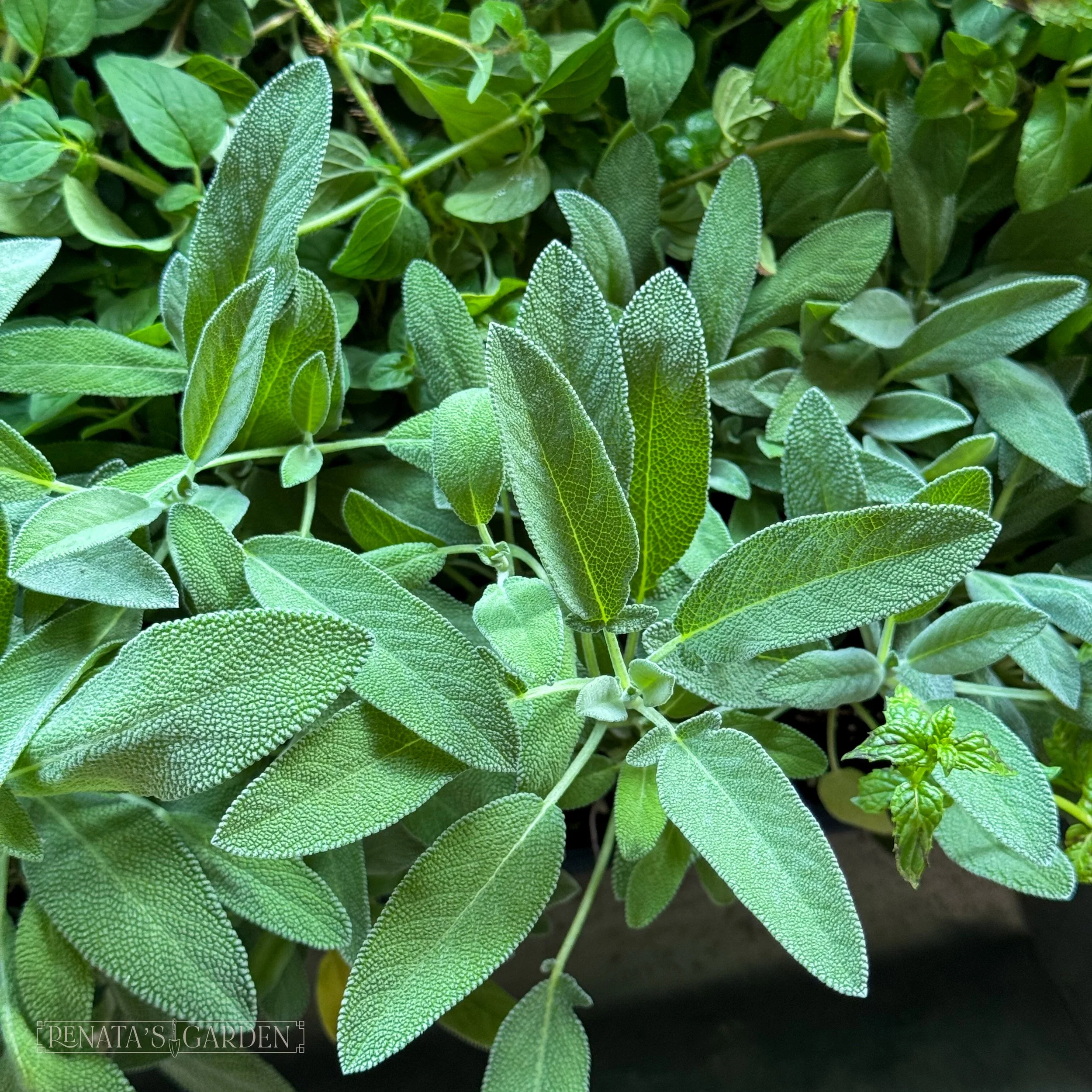 Sage 'Extrakta'