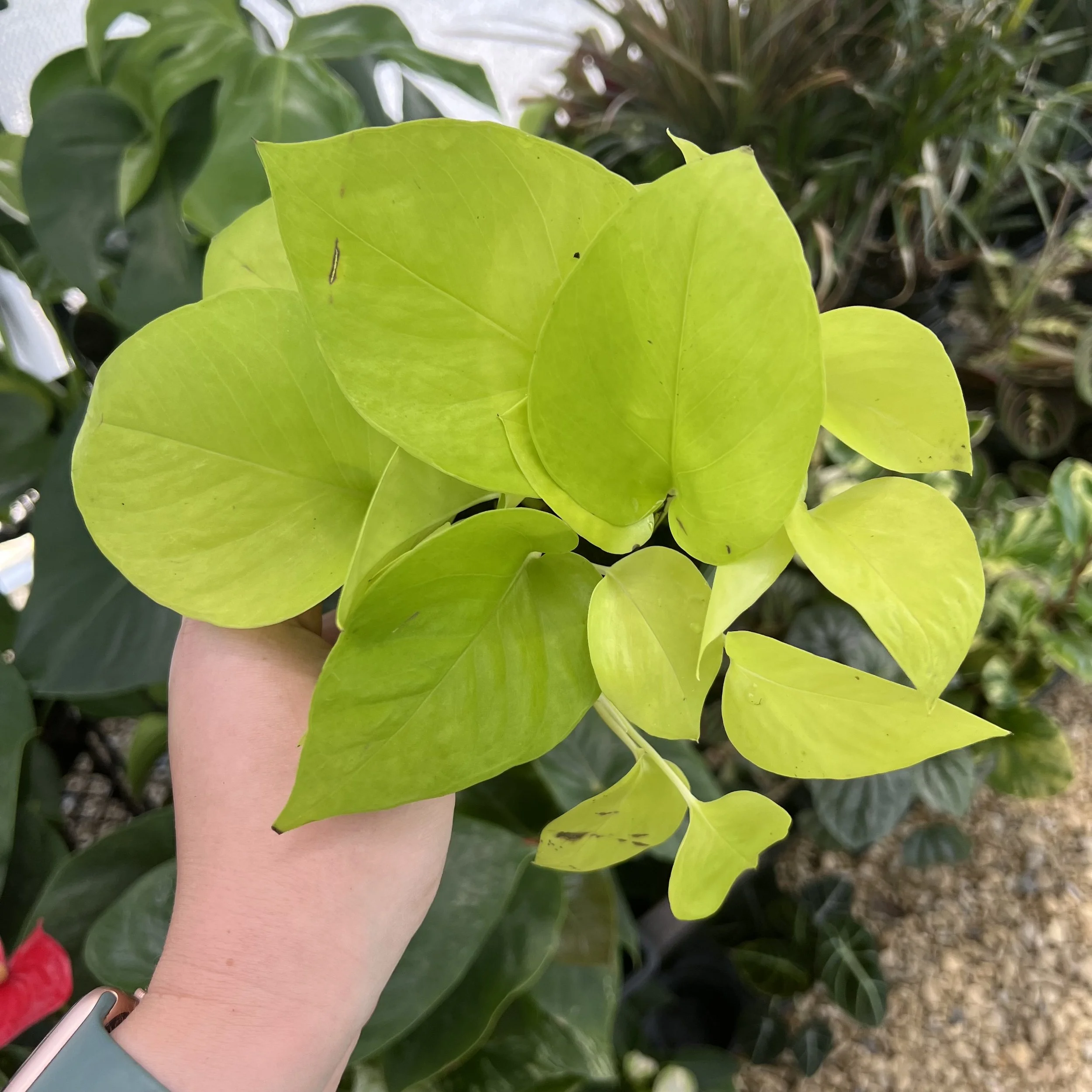 Neon pothos