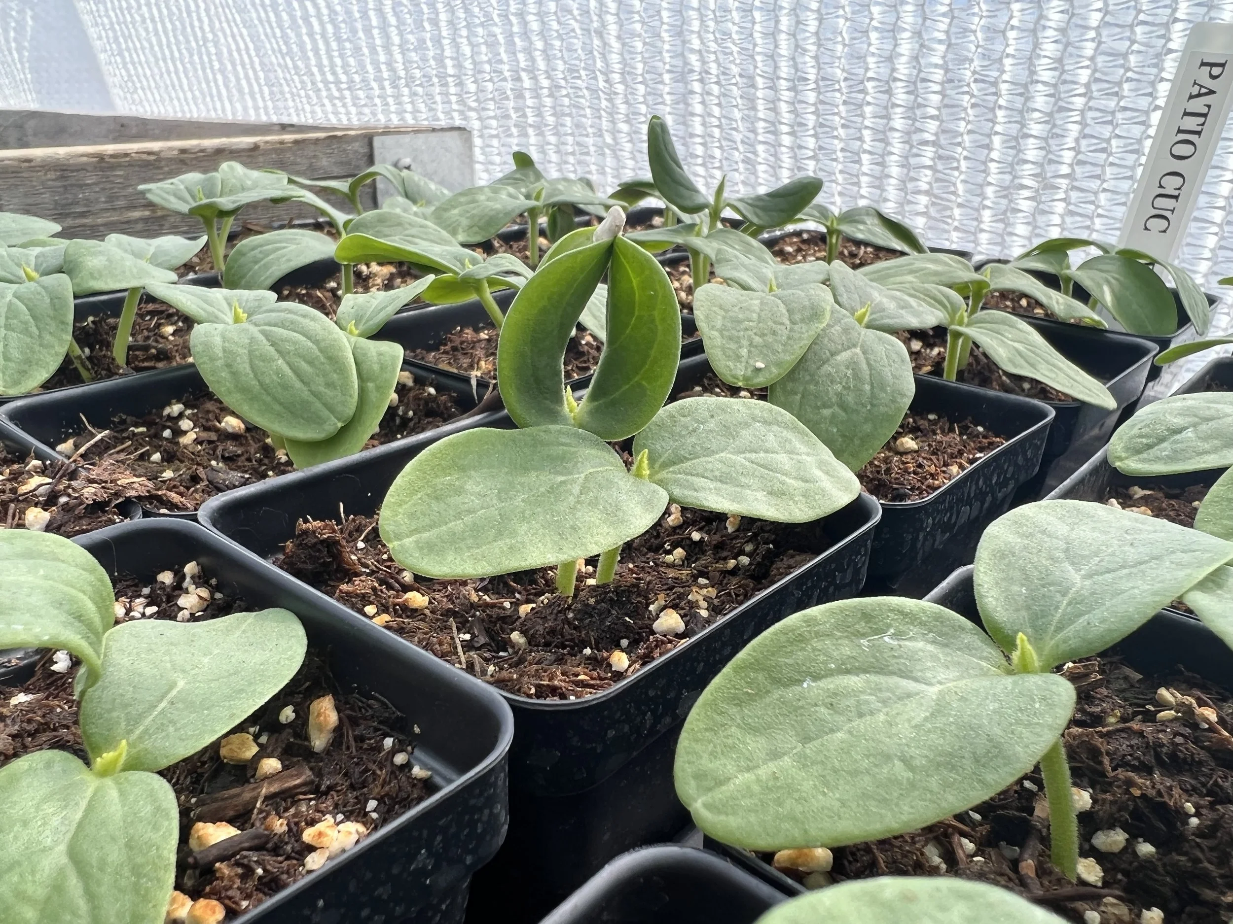 cucumber seedlings