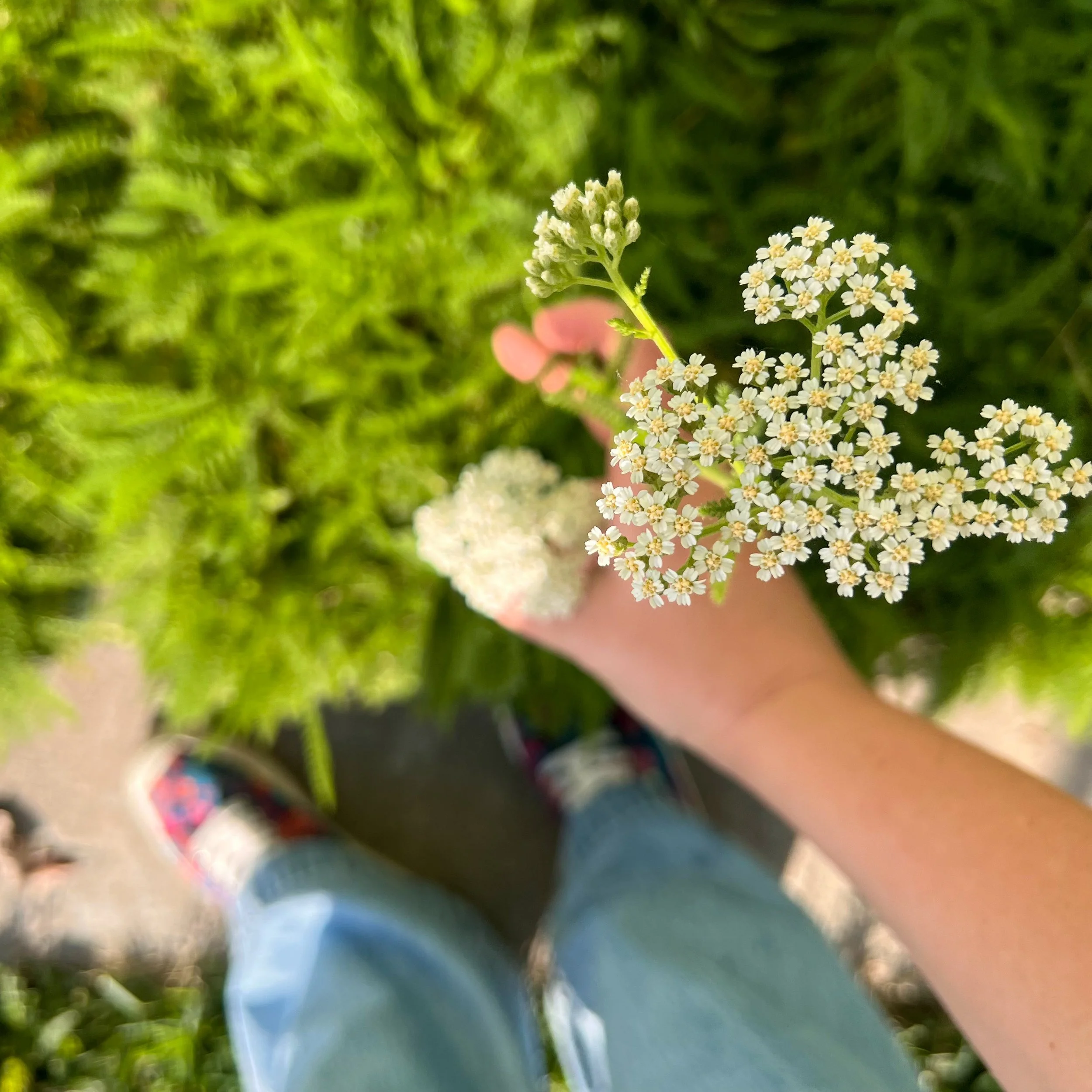 yarrow bloom on produced plant