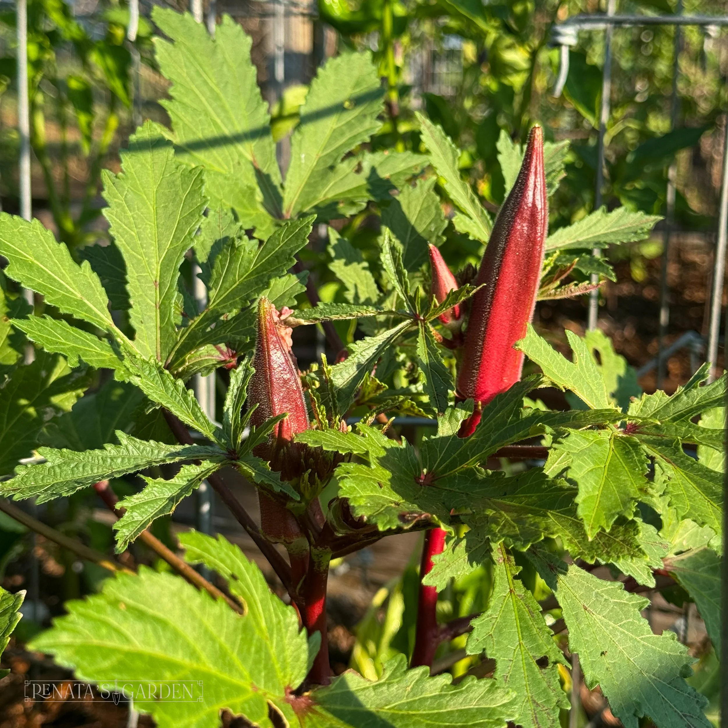 Okra 'Carmine Splendor'