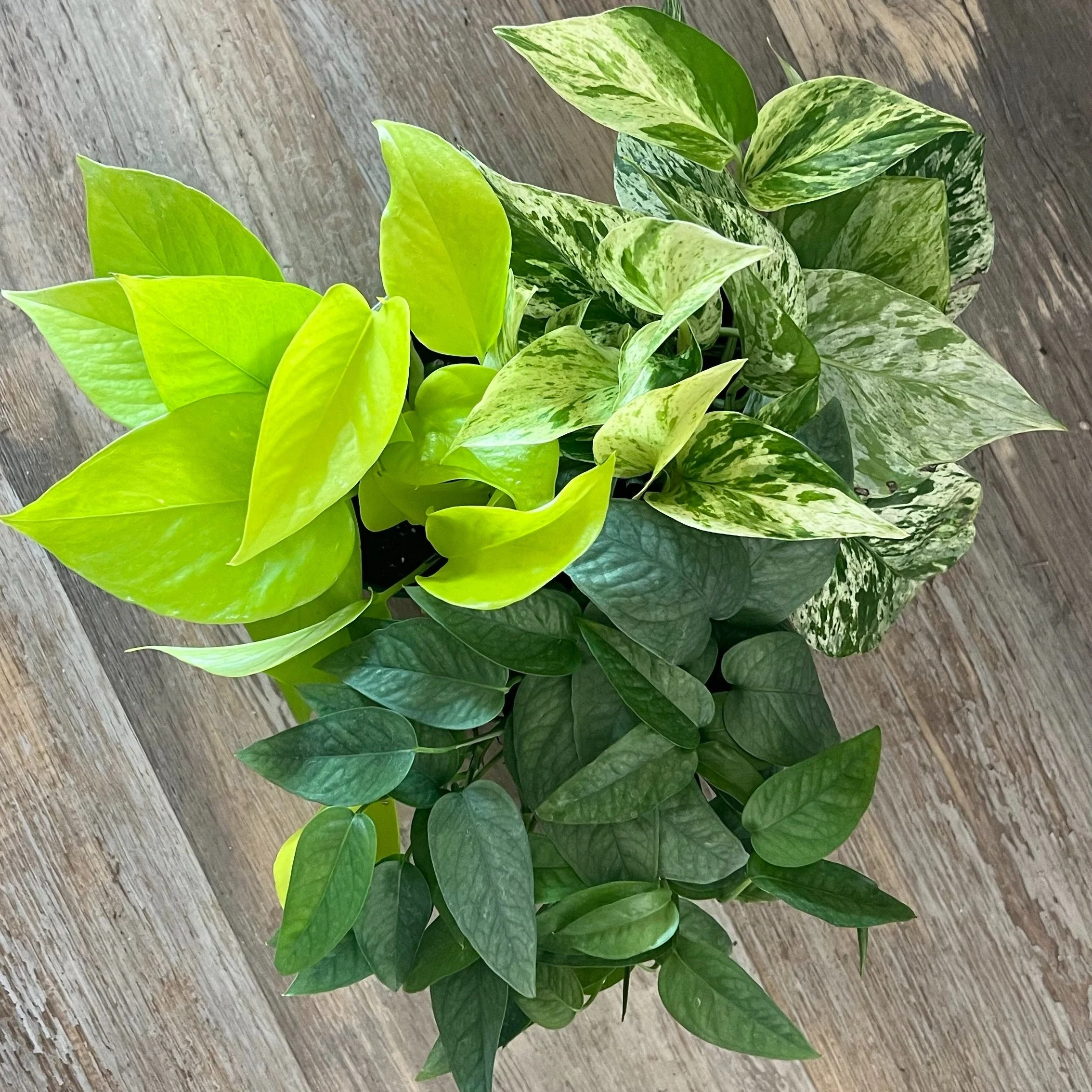 Variability in Pothos