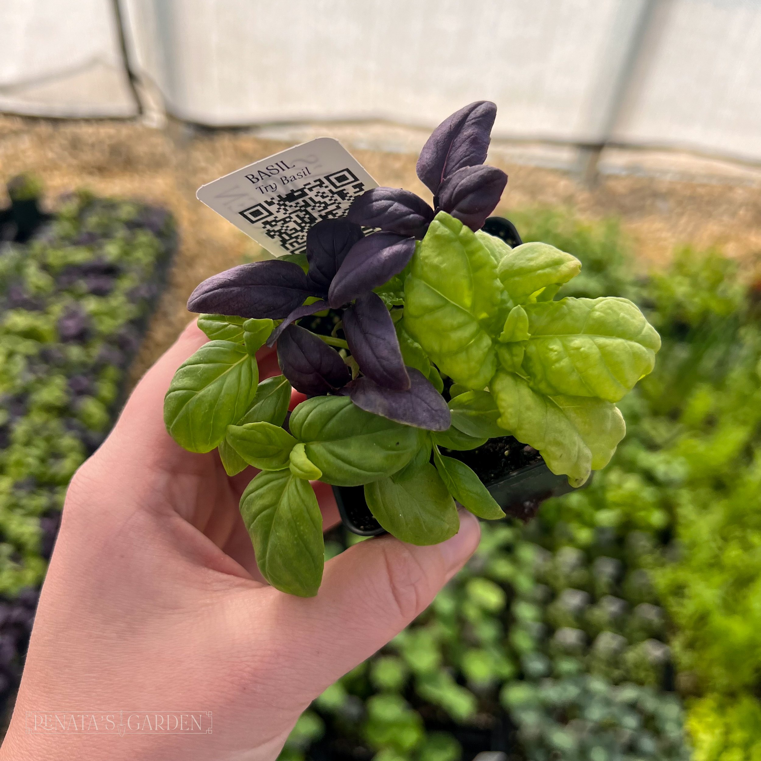 Basil 'Try Basil'
