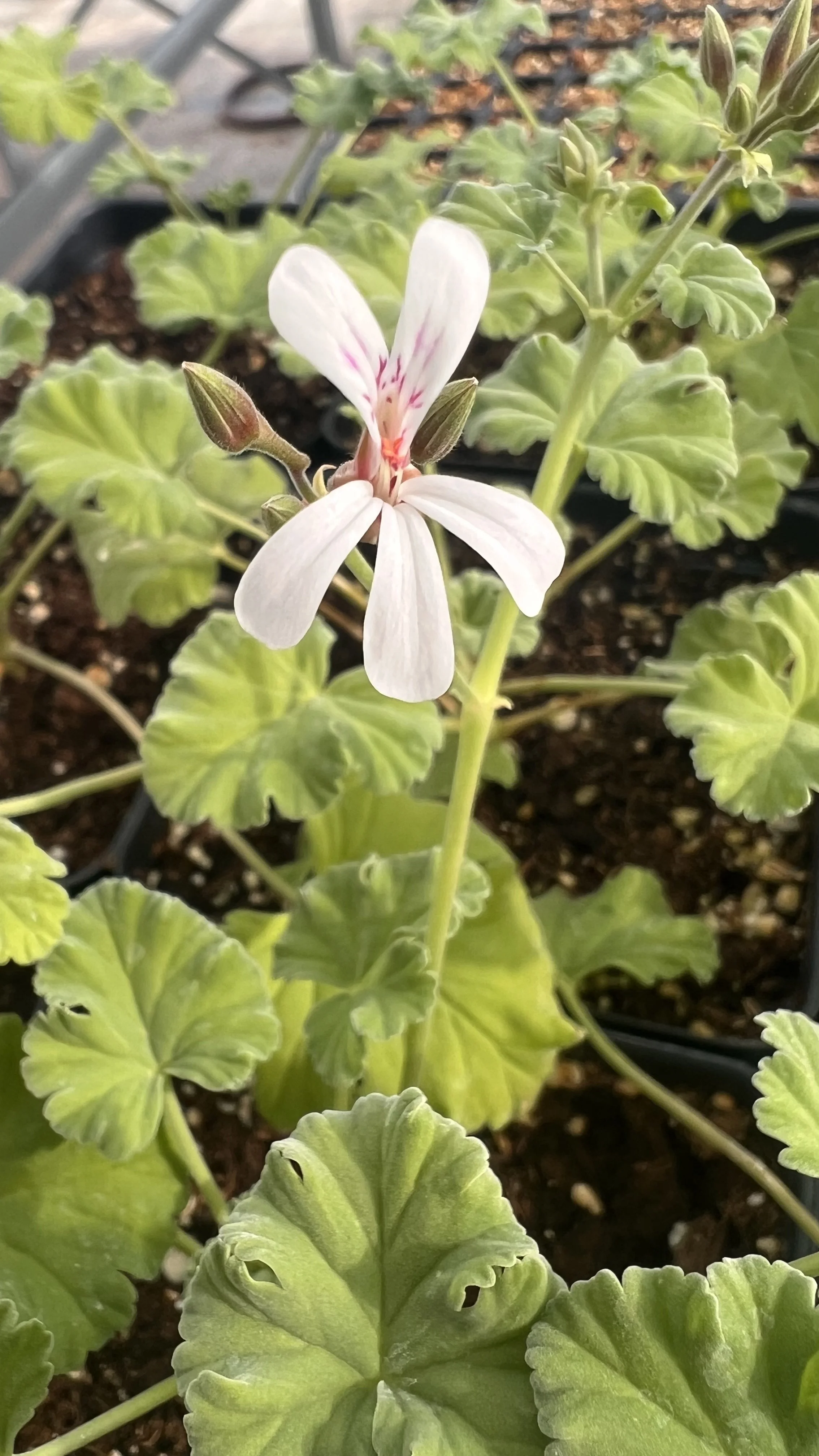 scented geranium flower