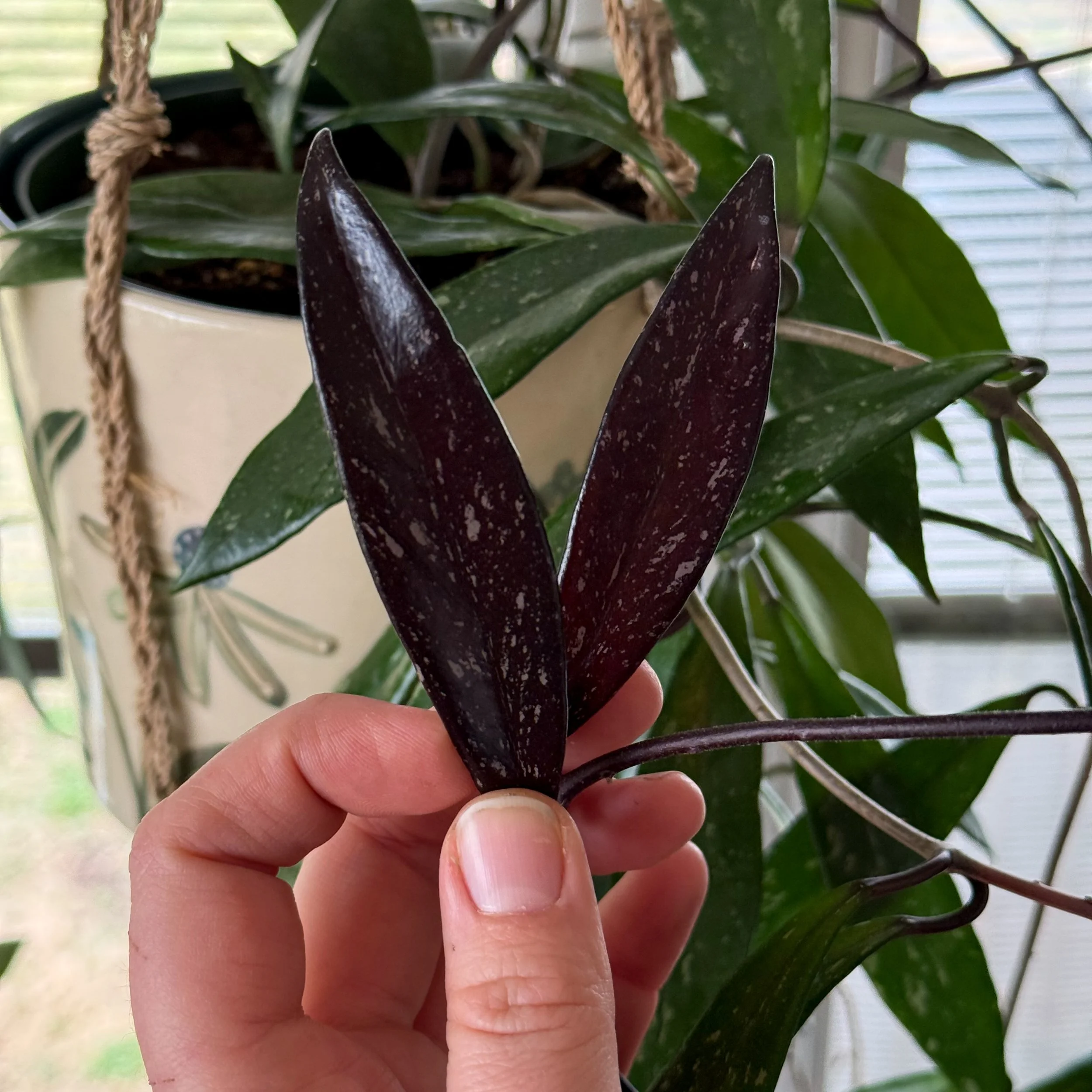 Hoya pubicalyx 'Splash'