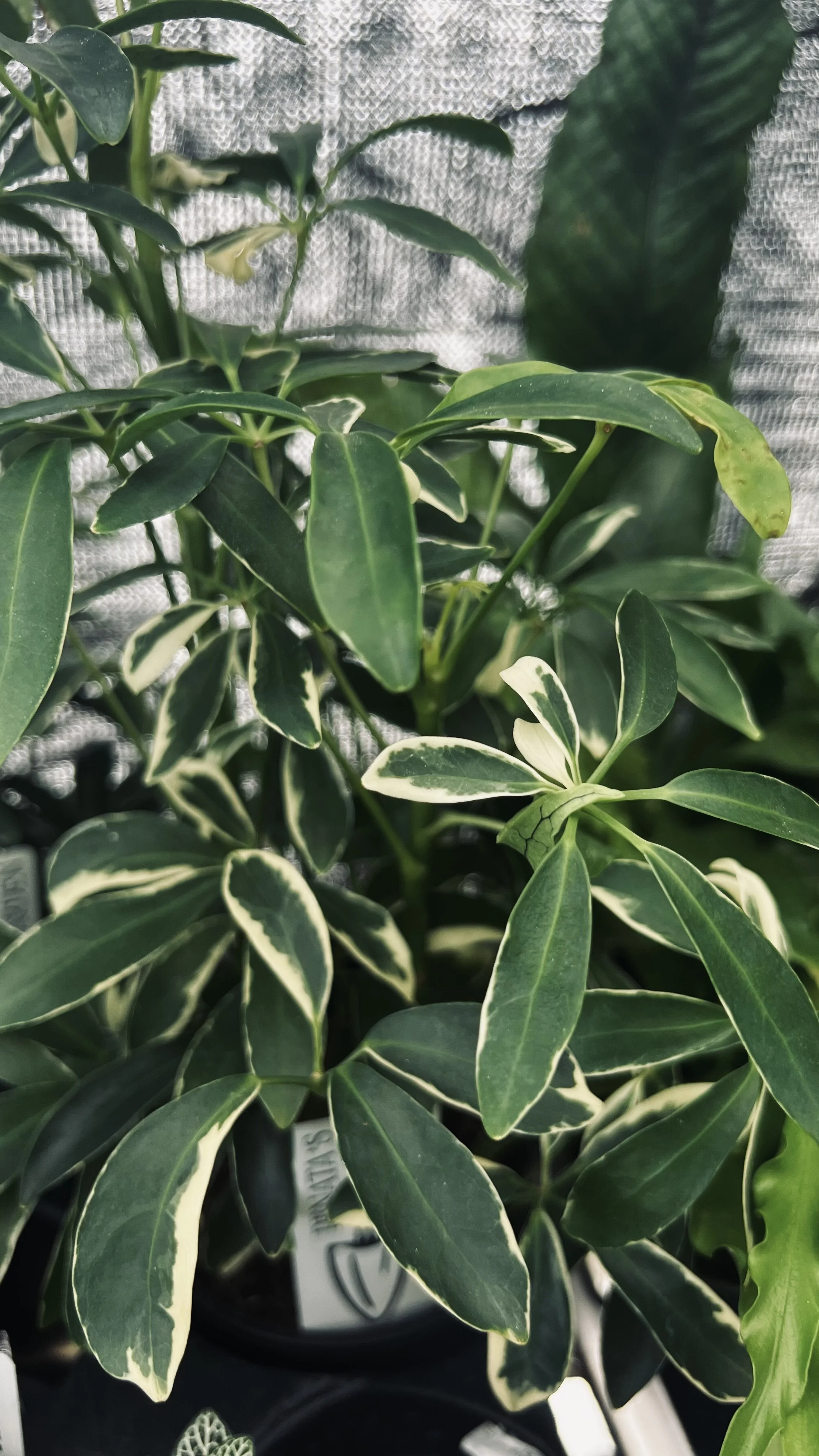 variegated schefflera