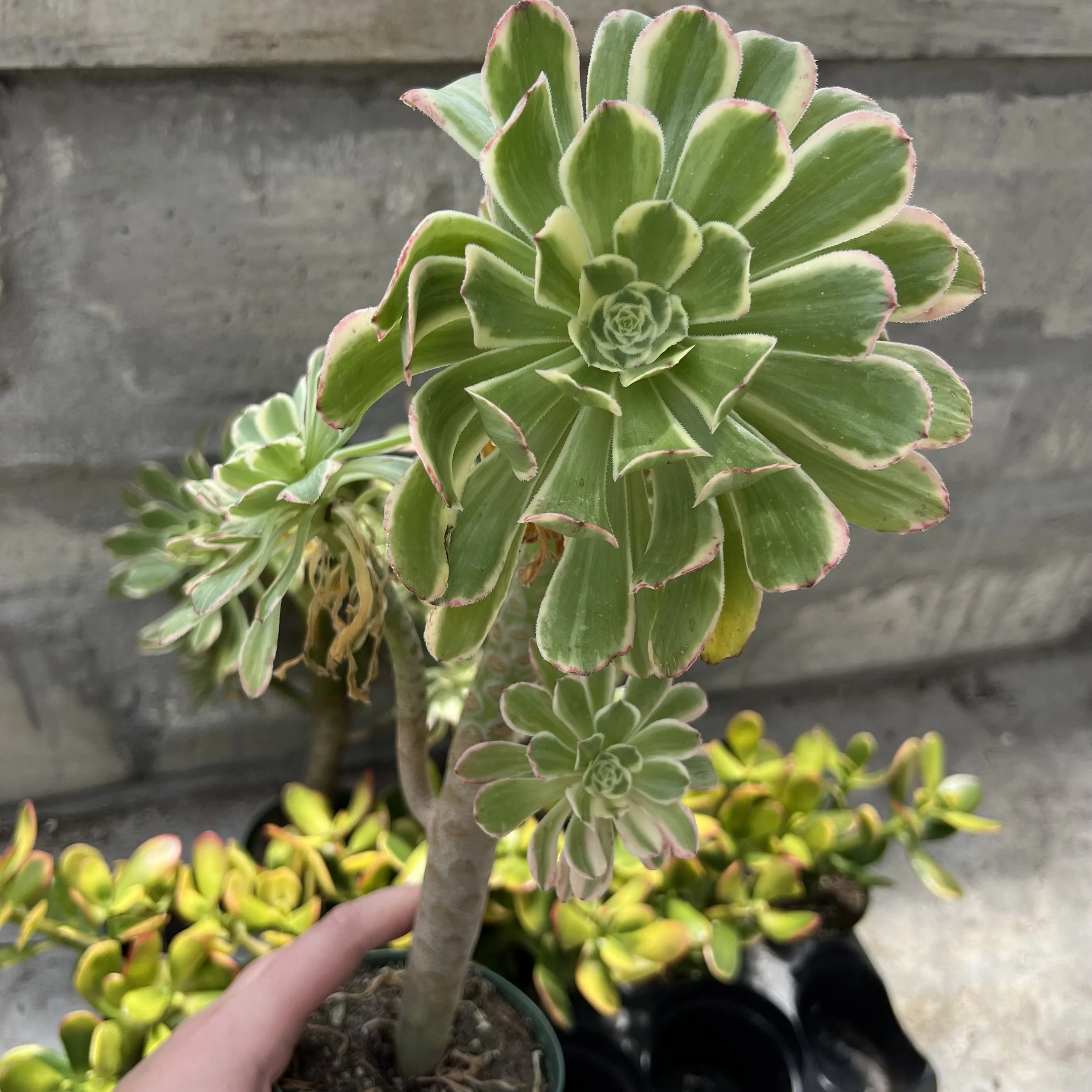 aeonium