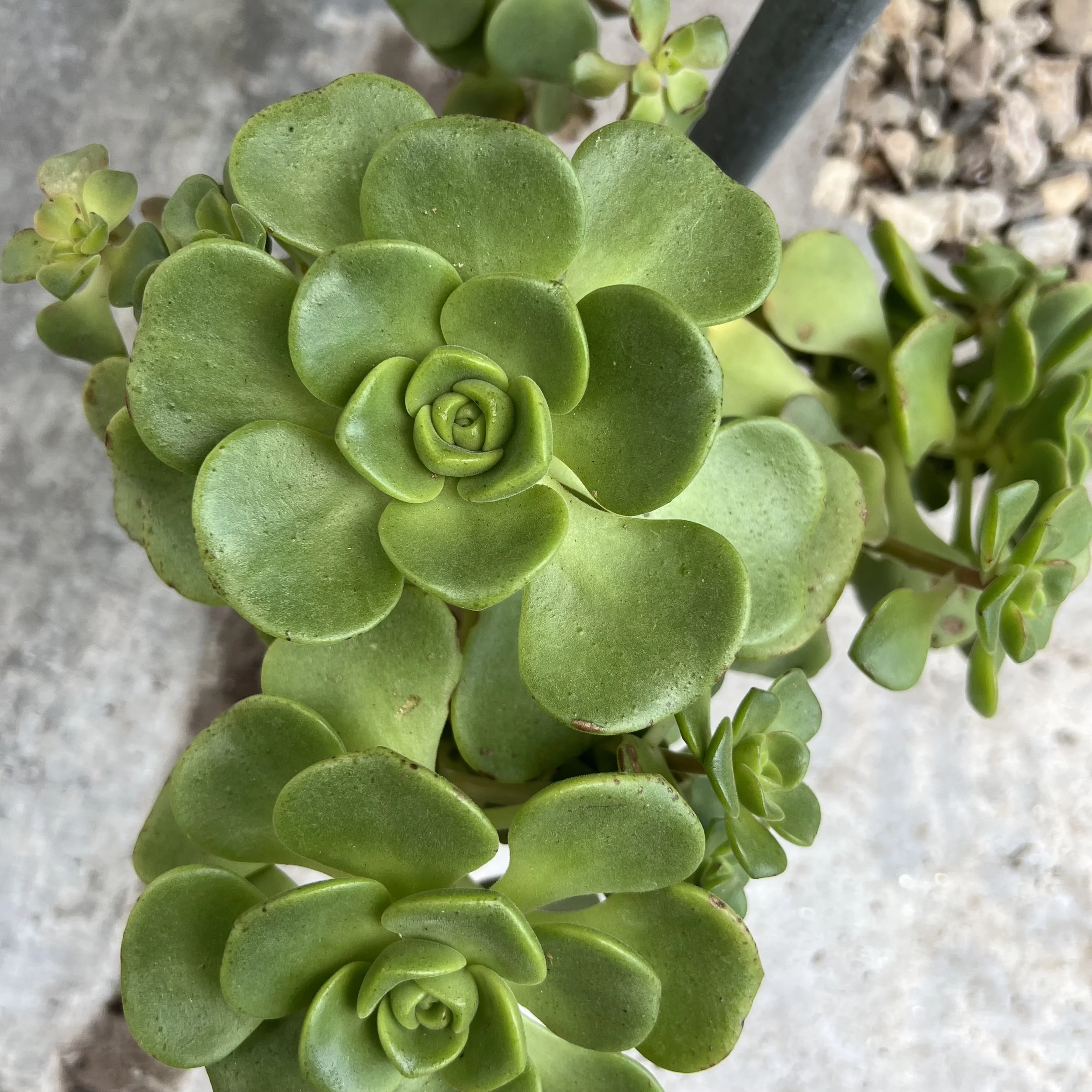 Lily pad aeonium