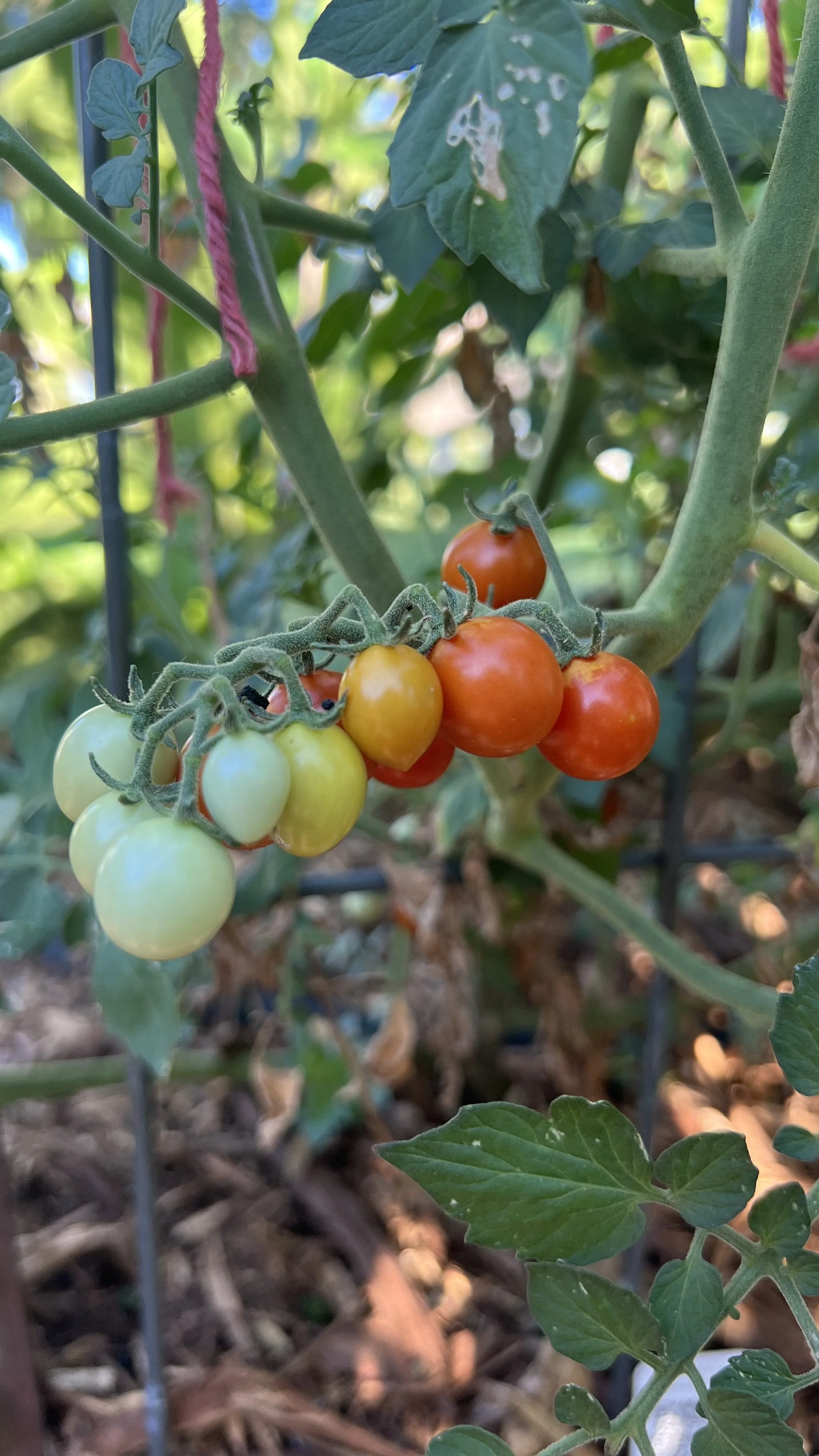 cherry tomatoes