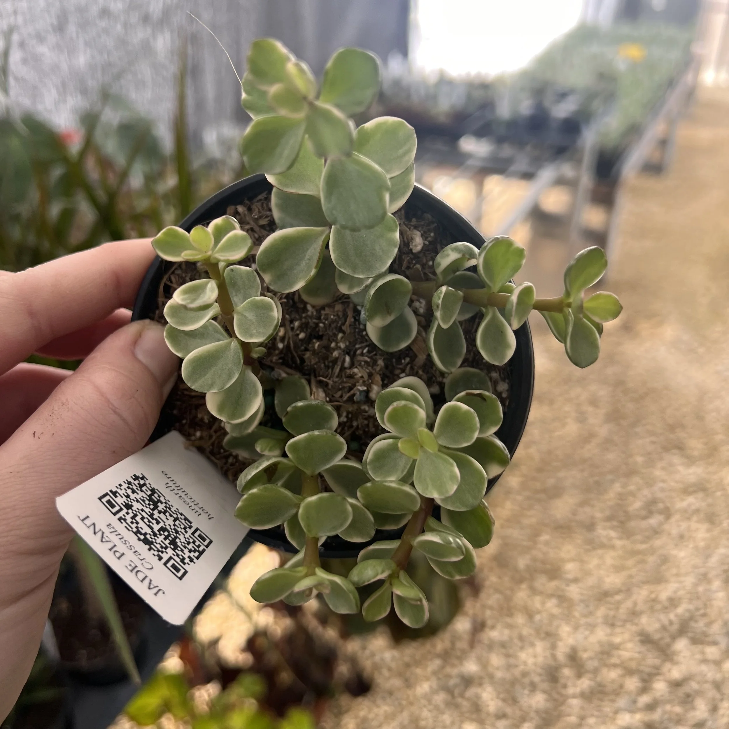 variegated elephant bush