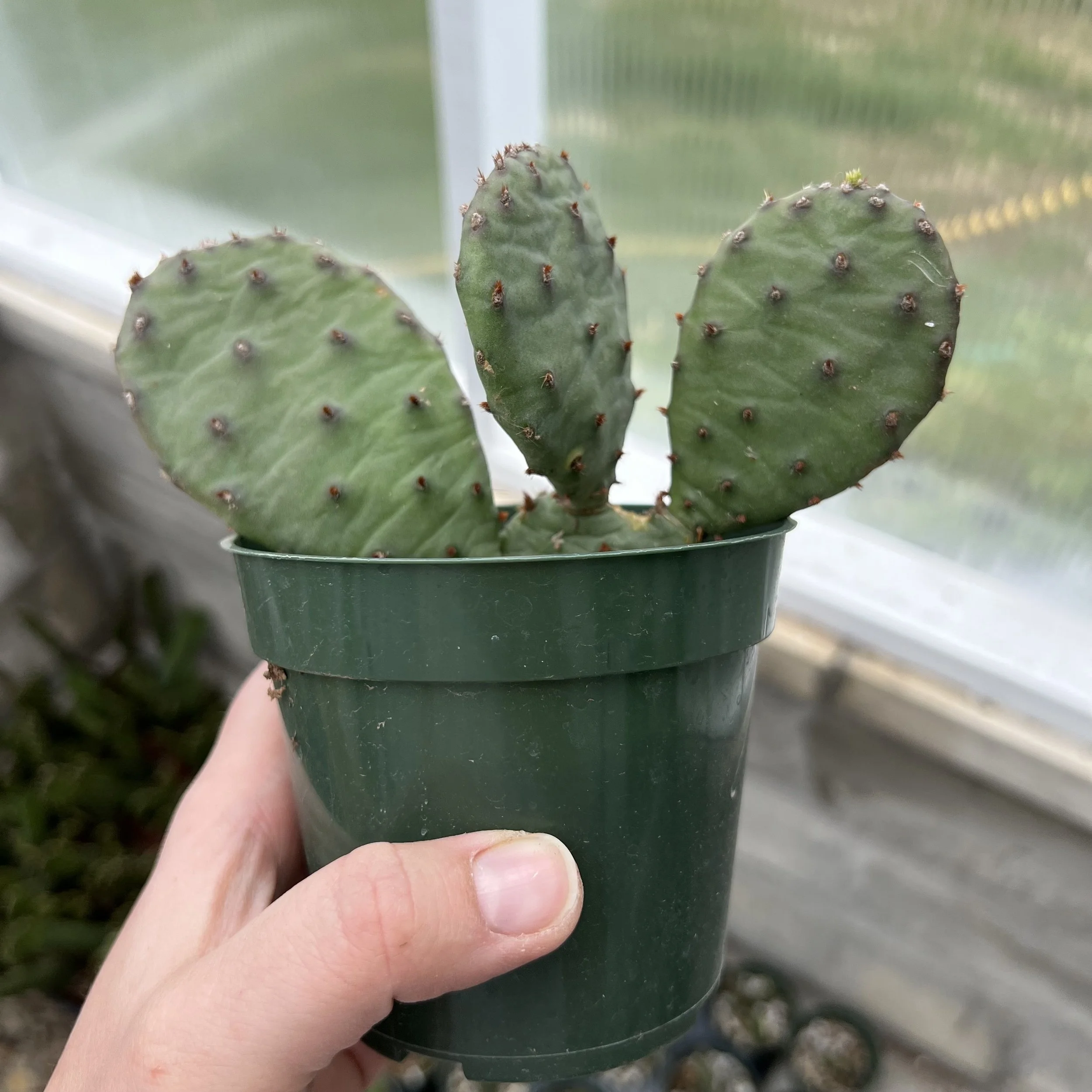 Opuntia macrorhiza