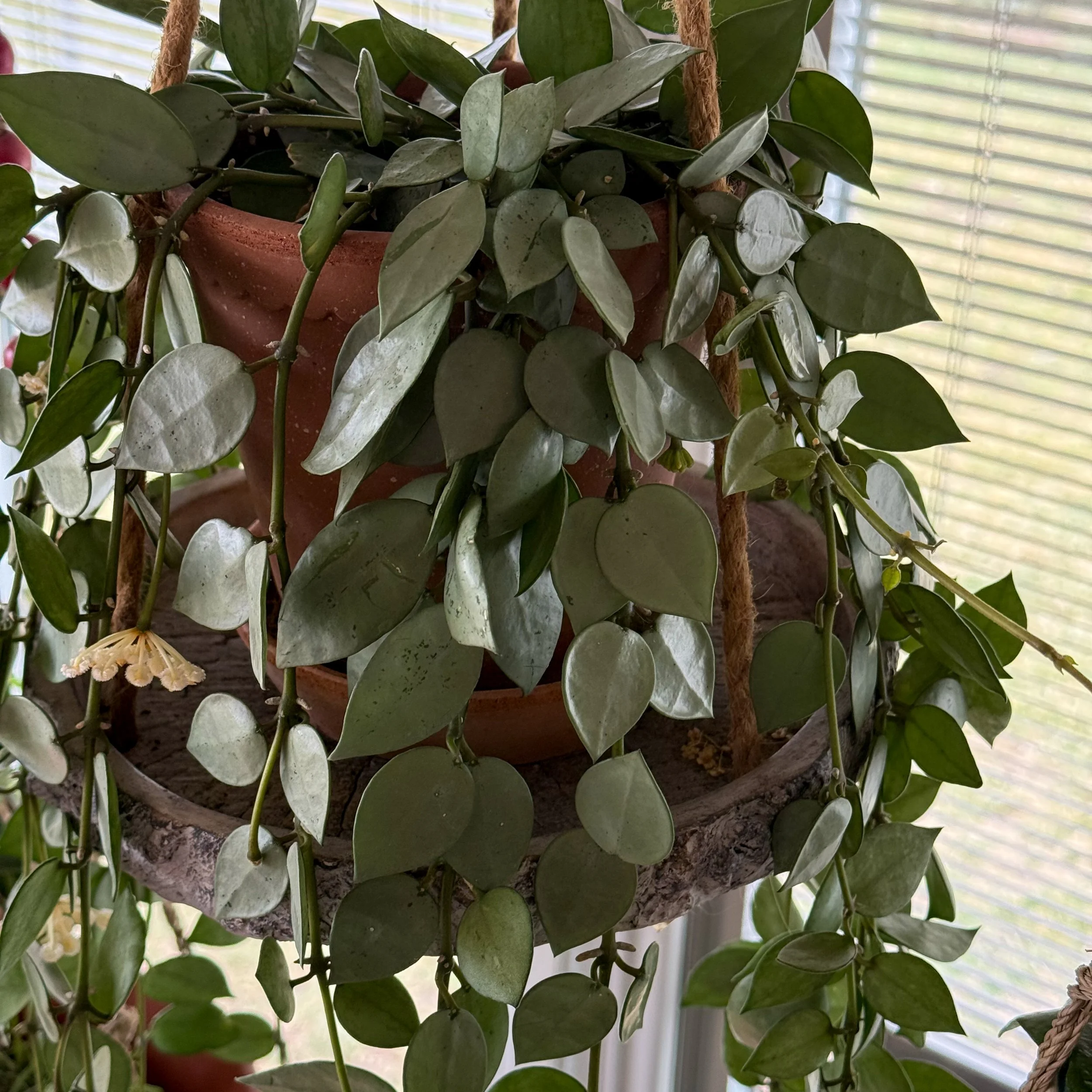 Hoya krohniana 'Eskimo'