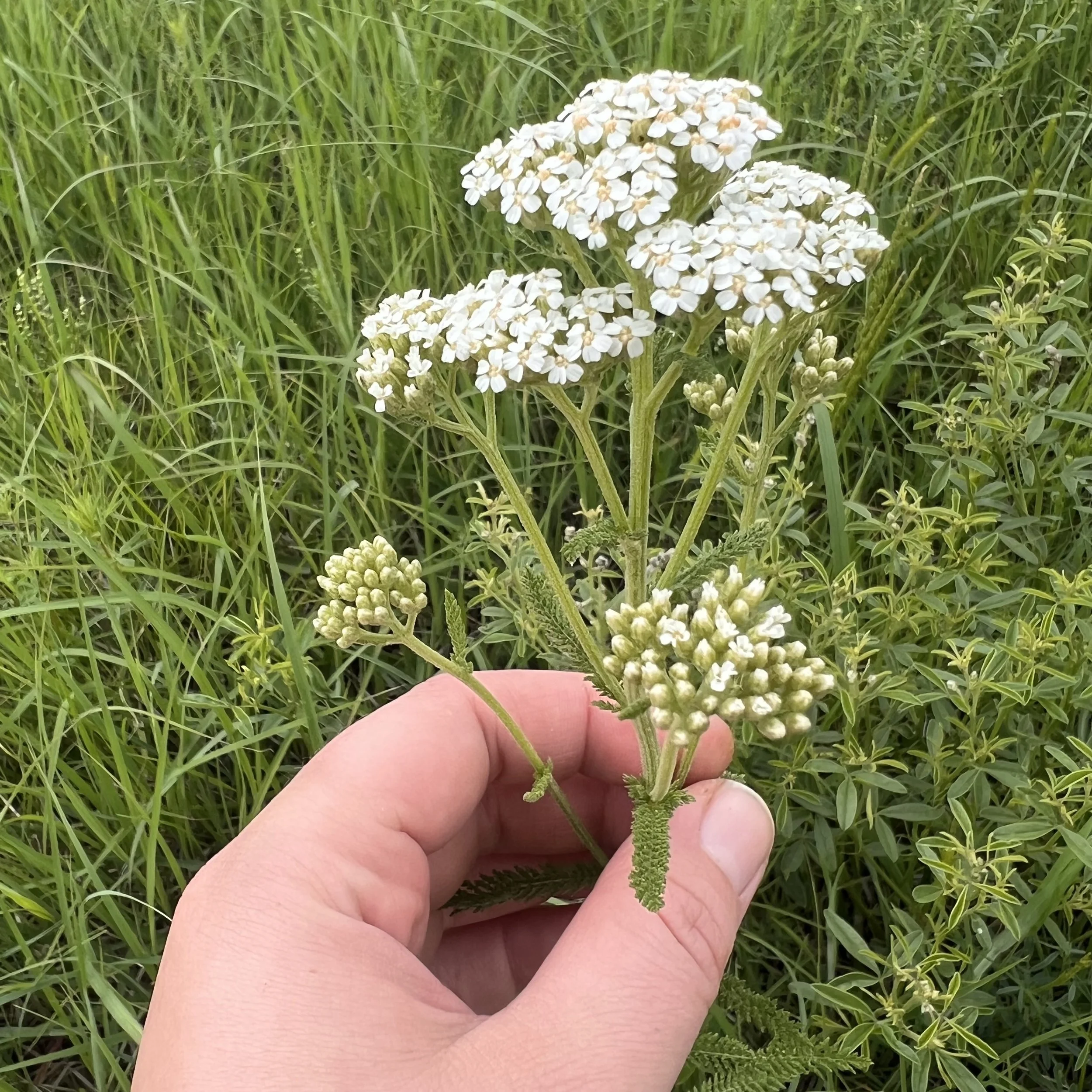 yarrow bloom from side