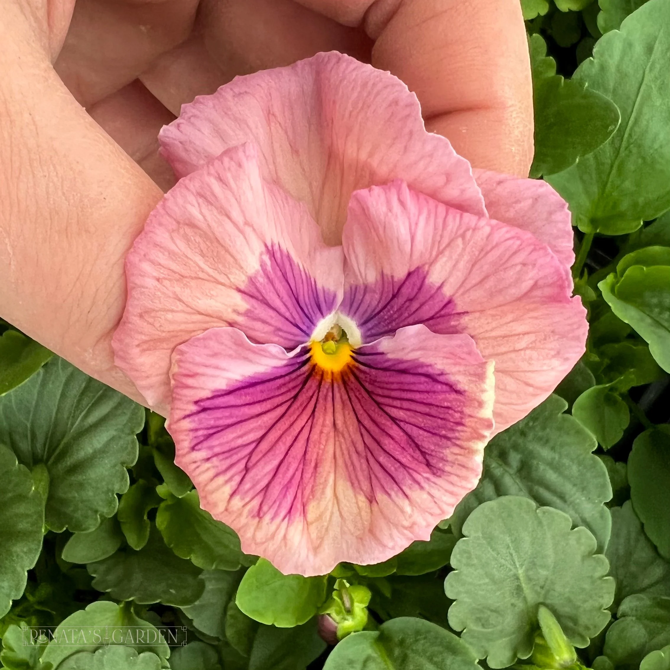 Pansy 'Watercolors' Mix