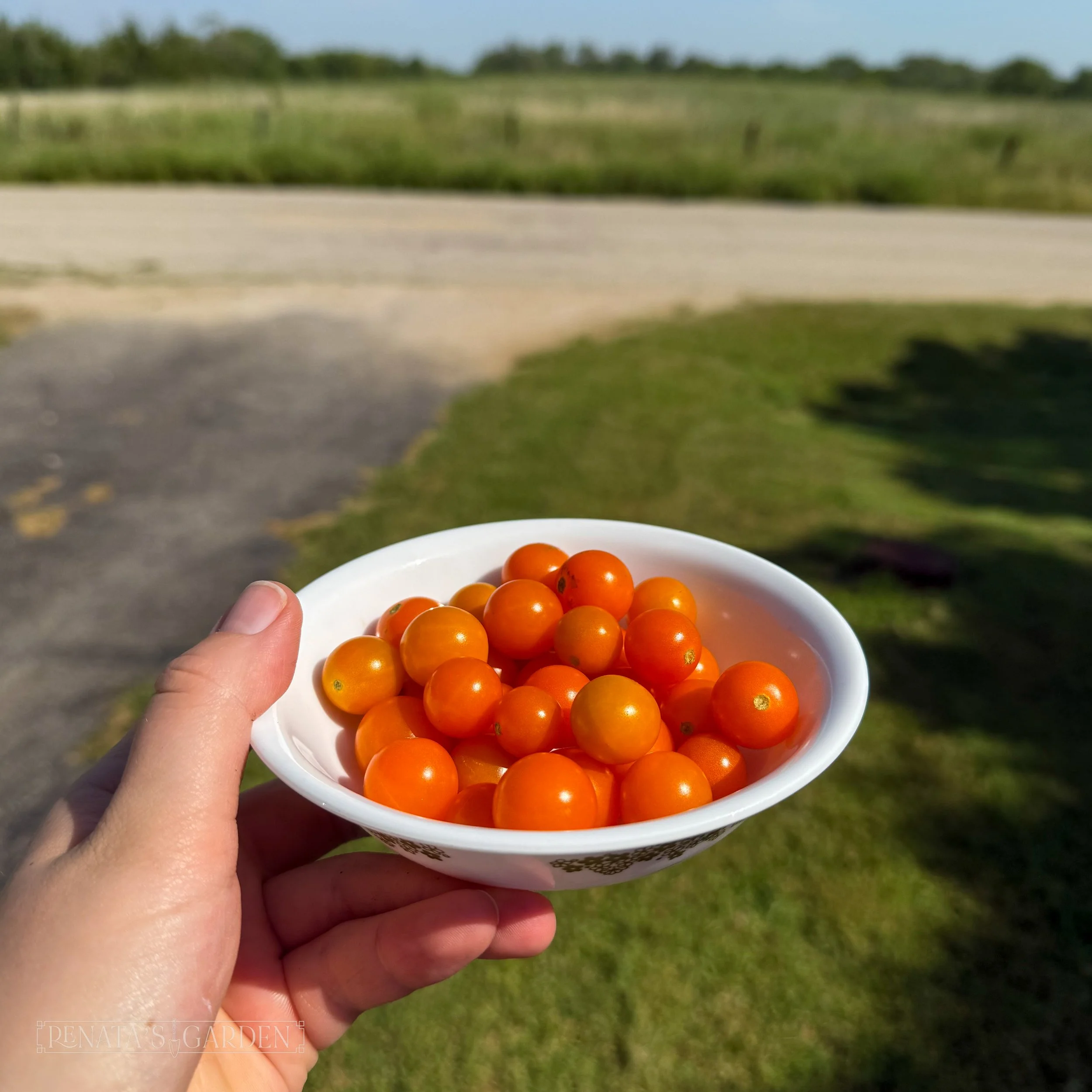 Cherry Tomato 'Sun Gold'