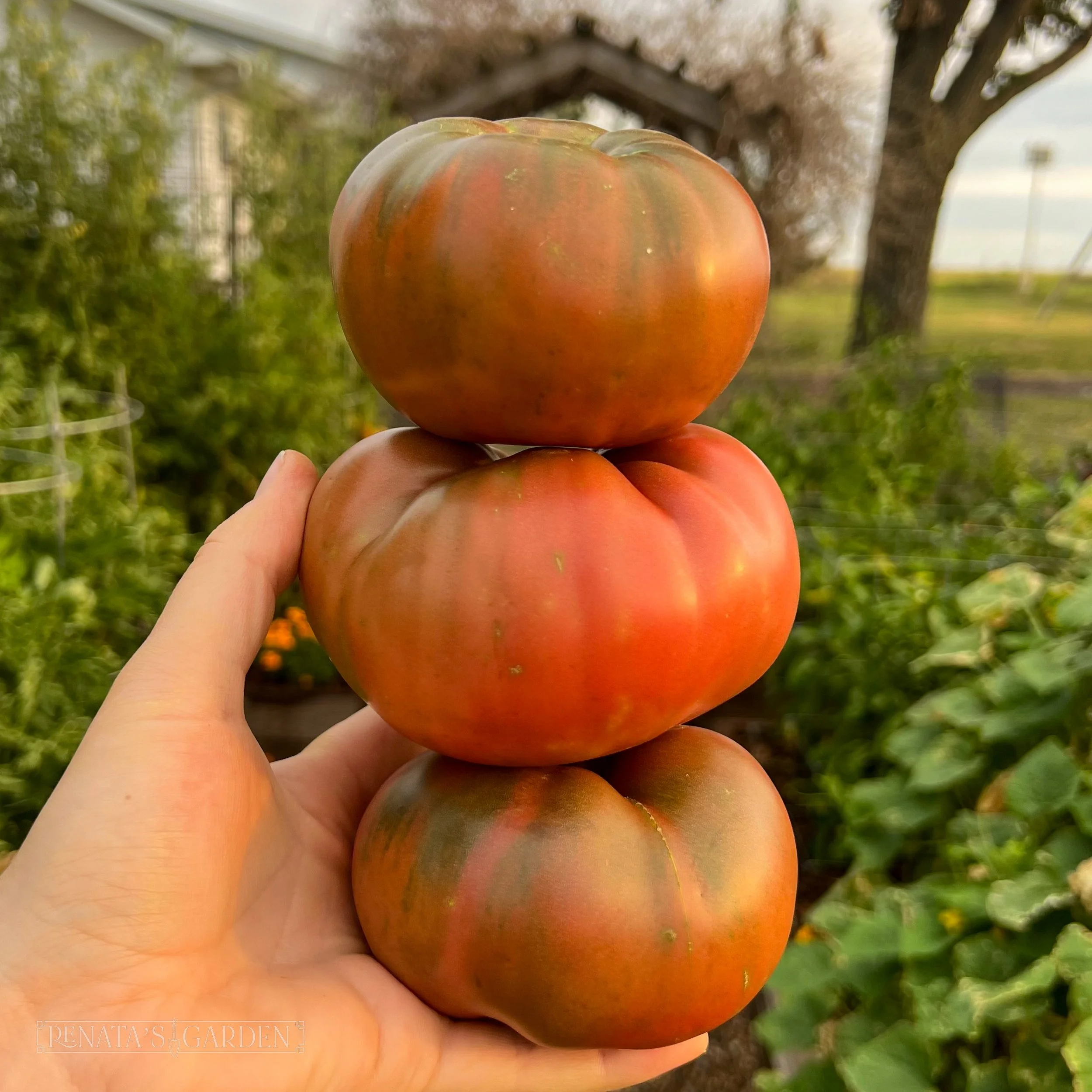 Beefsteak Tomato 'Cherokee Purple'