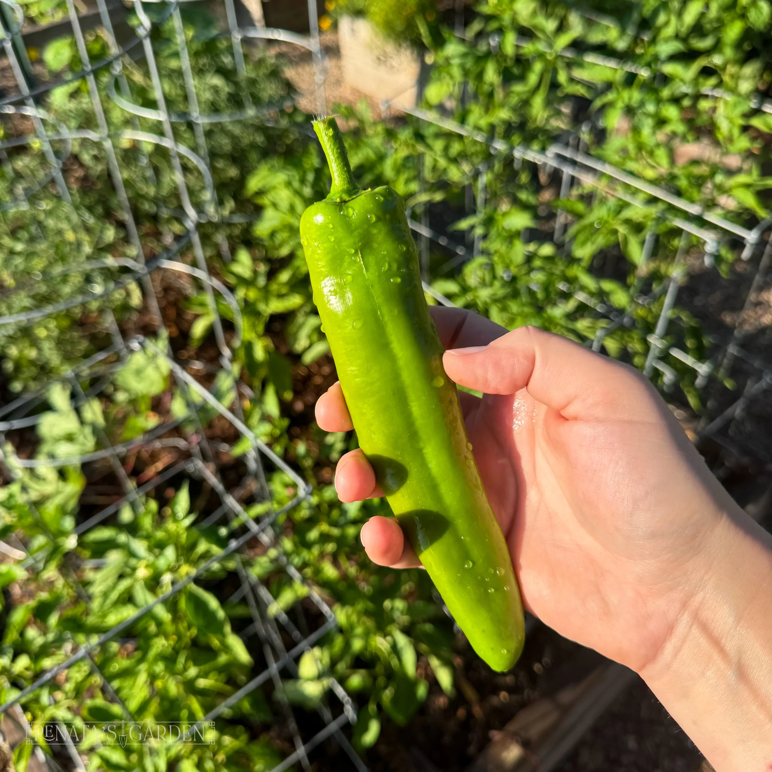 Anaheim Pepper 'Spitfire'