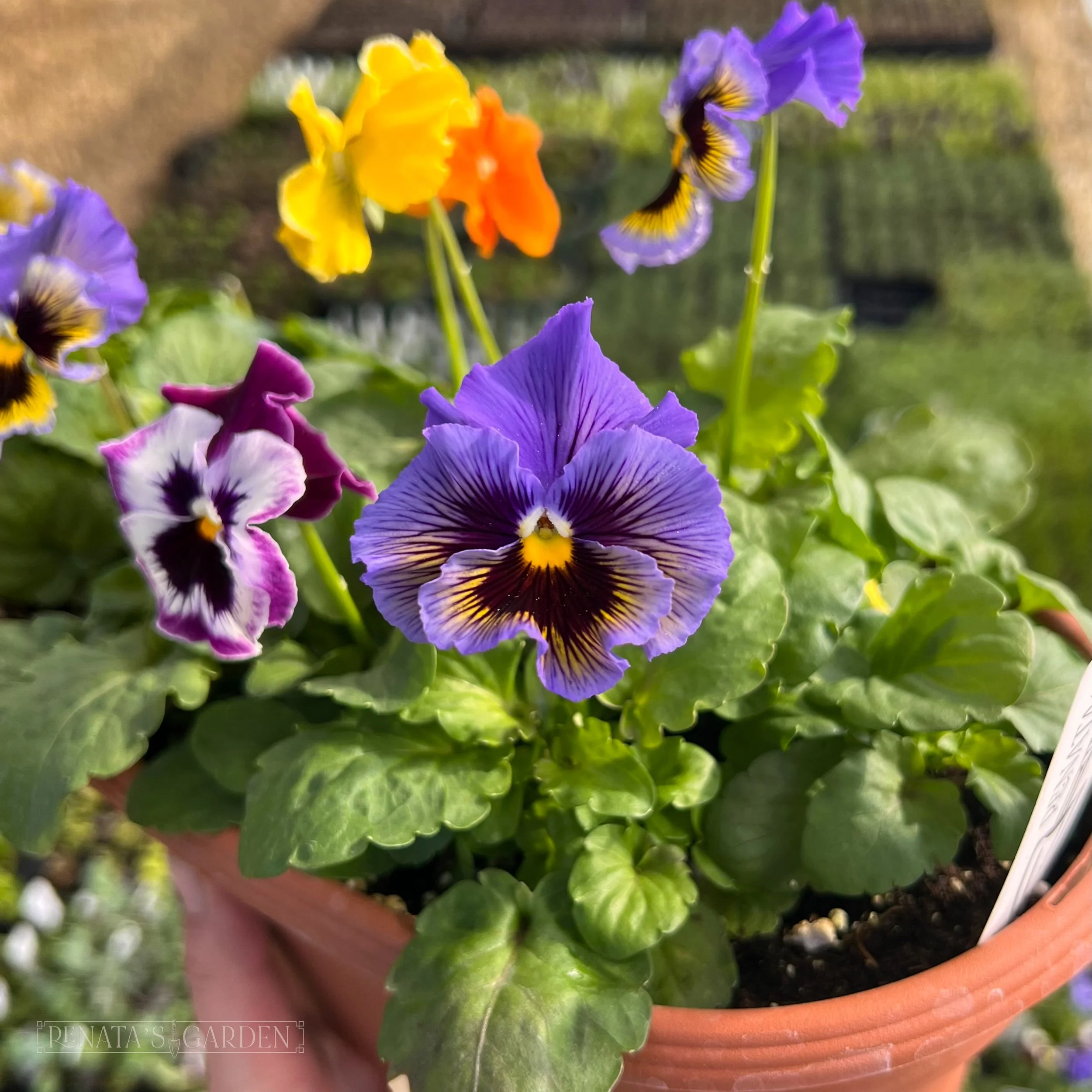 Pansy 'Frizzle Sizzle' Mix