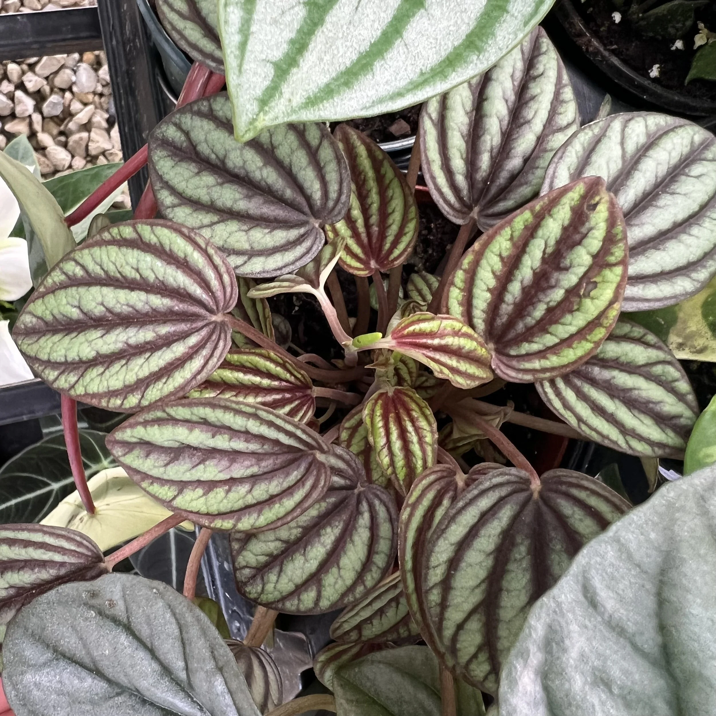 piccolo banda peperomia