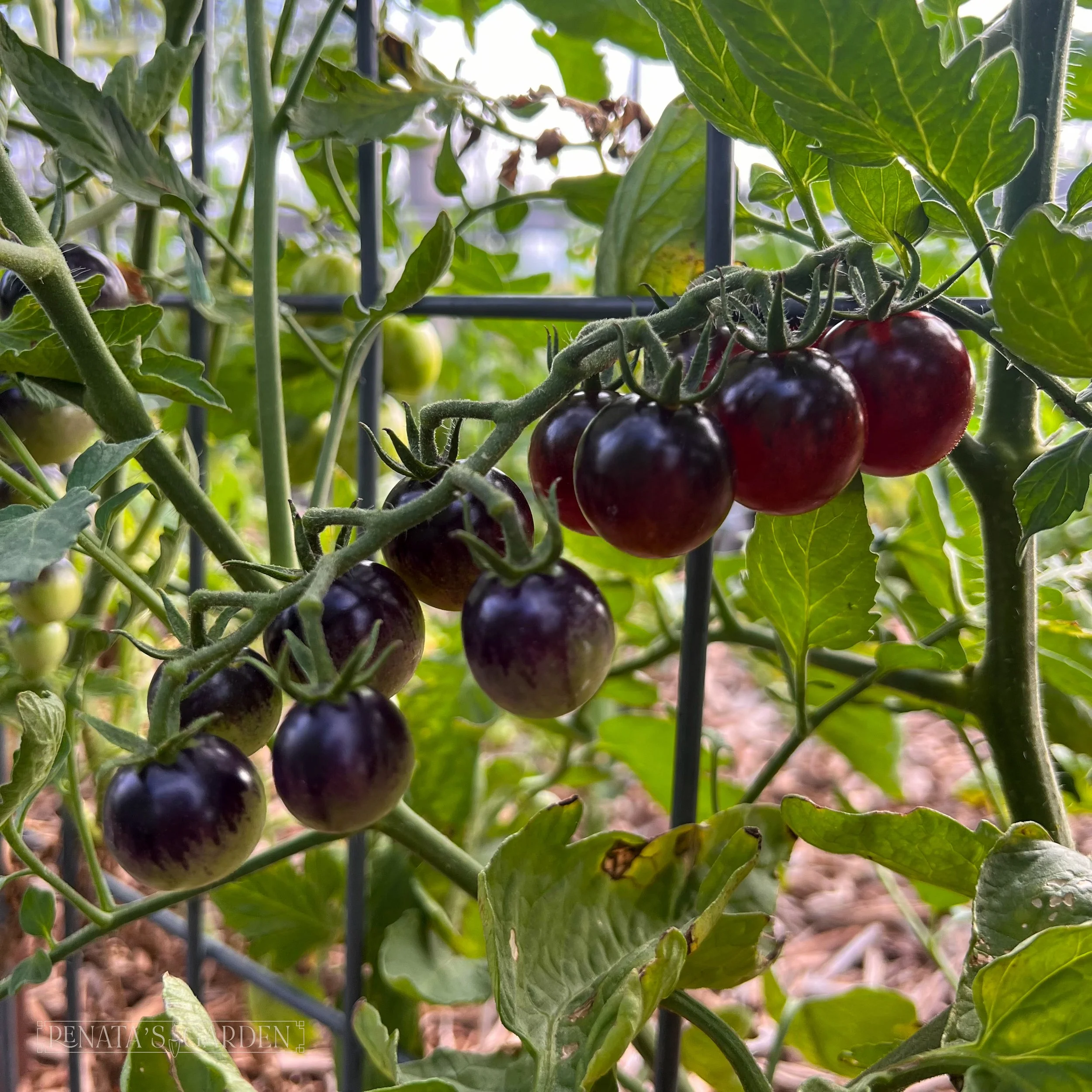 Cherry Tomato 'Midnight Snack'
